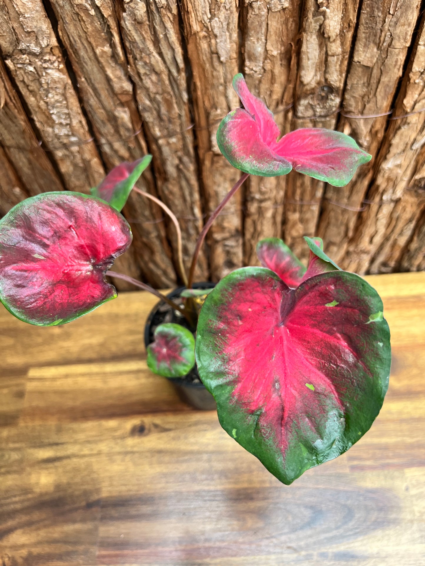 Caladium NOID D56