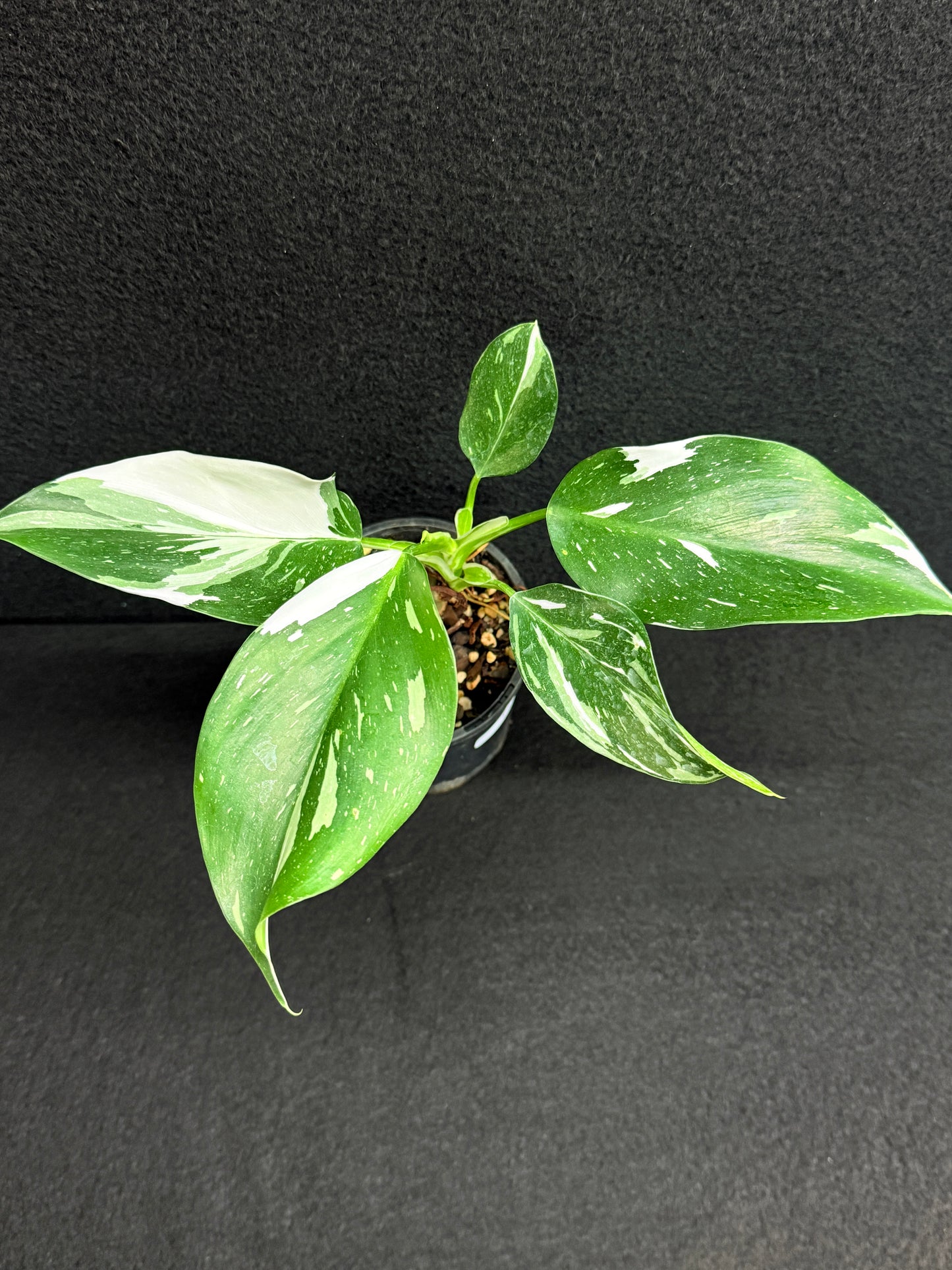 Philodendron 'White Wizard' F55