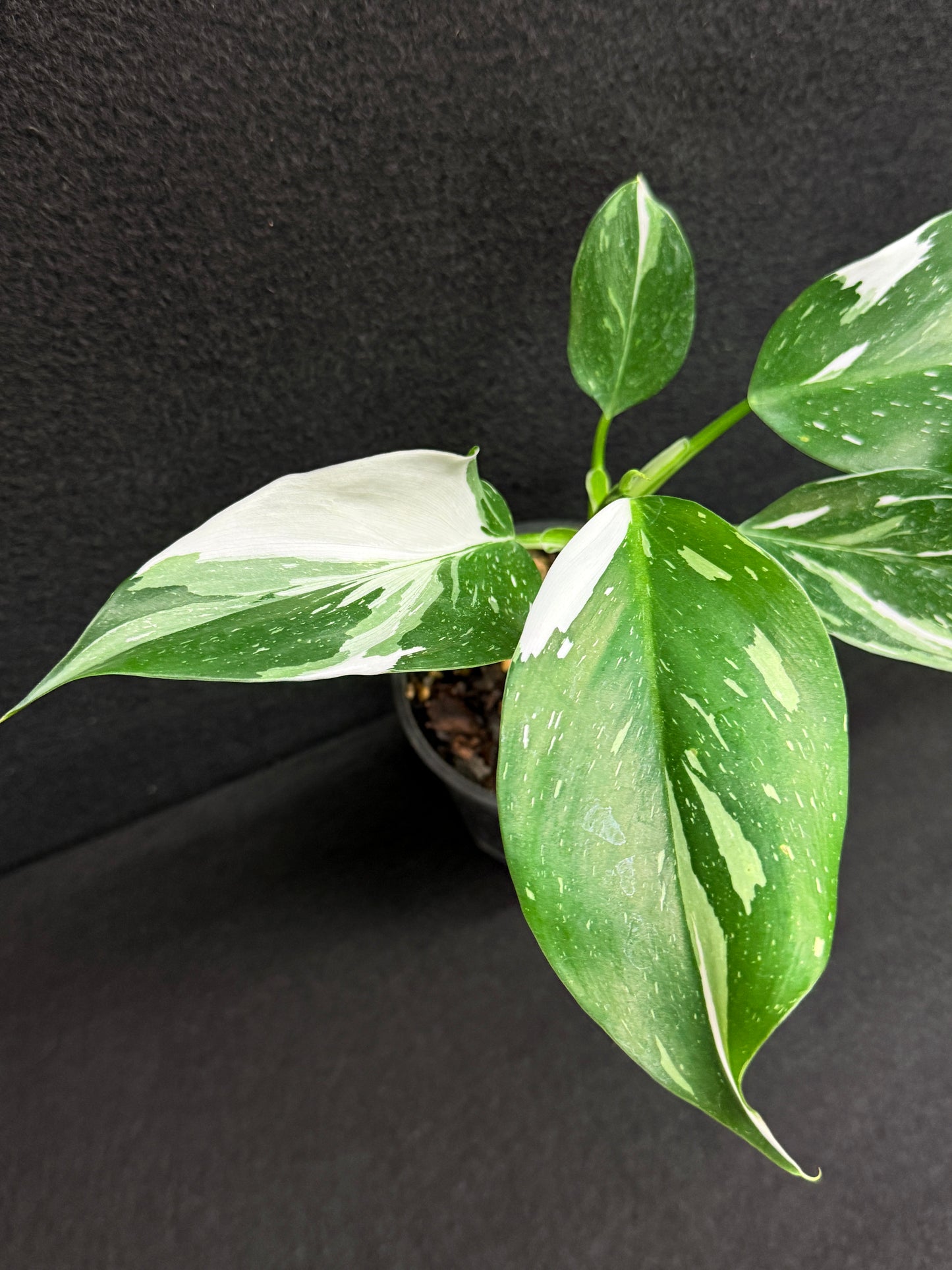 Philodendron 'White Wizard' F55