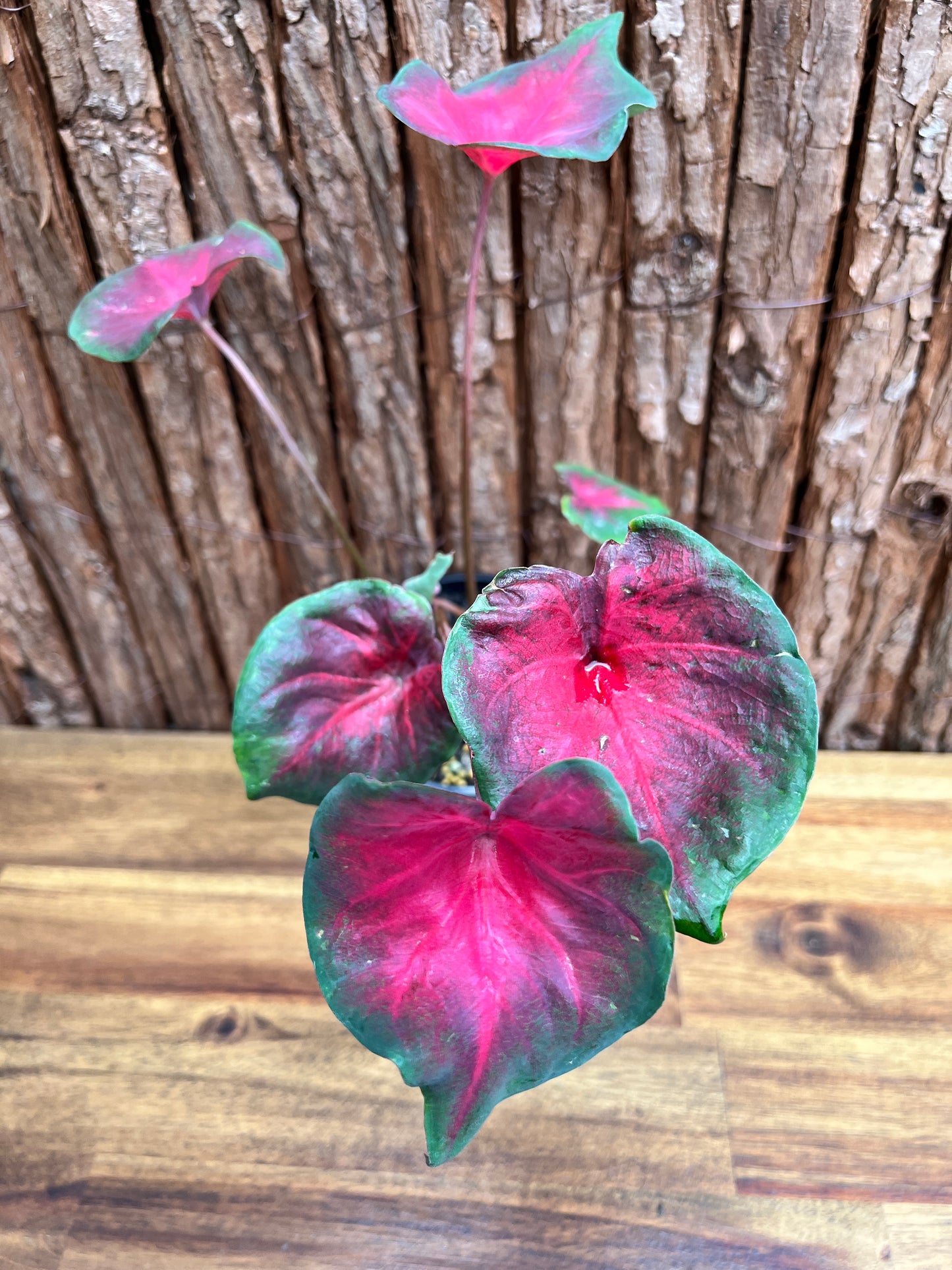 Caladium NOID D57