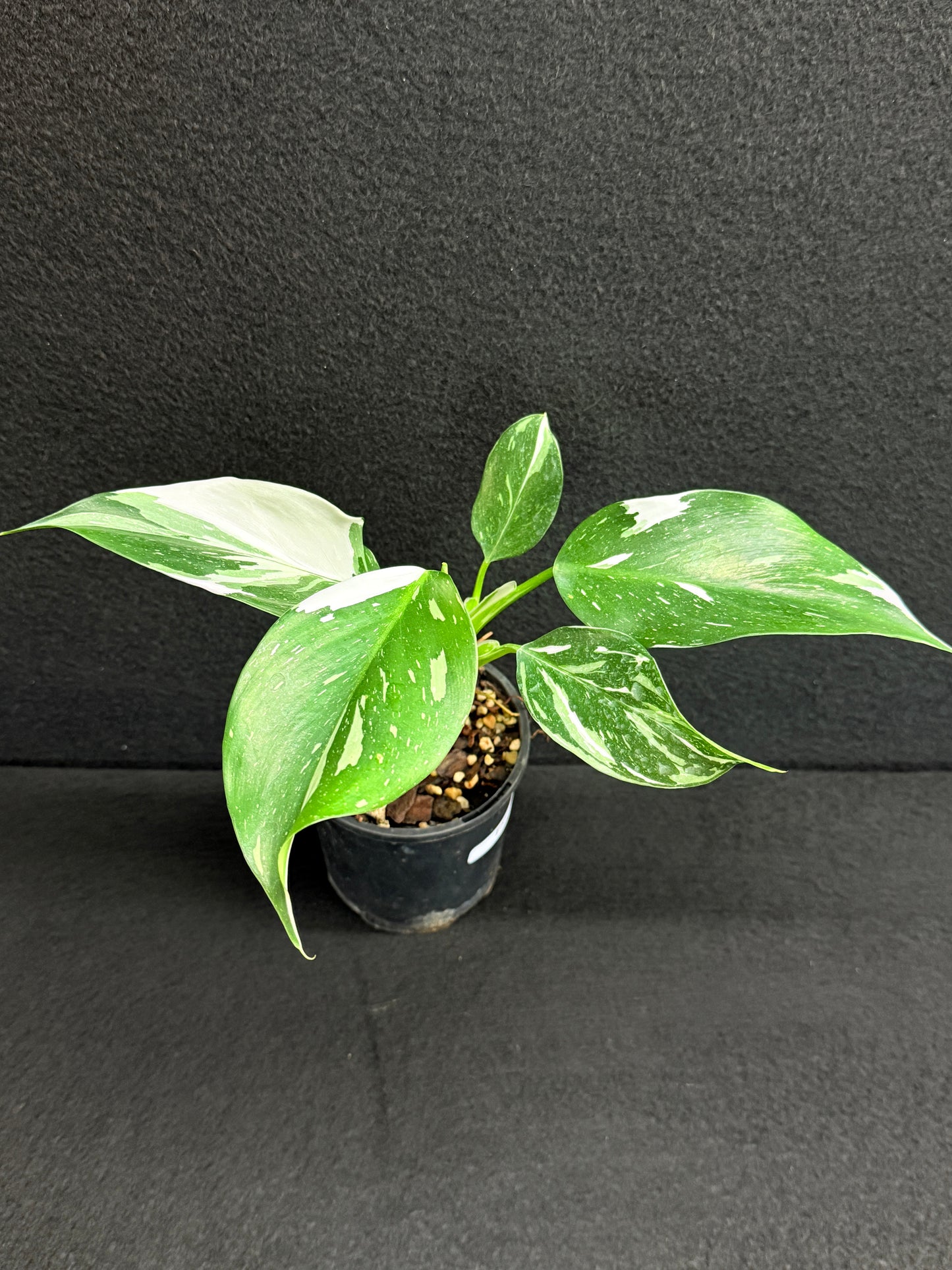 Philodendron 'White Wizard' F55