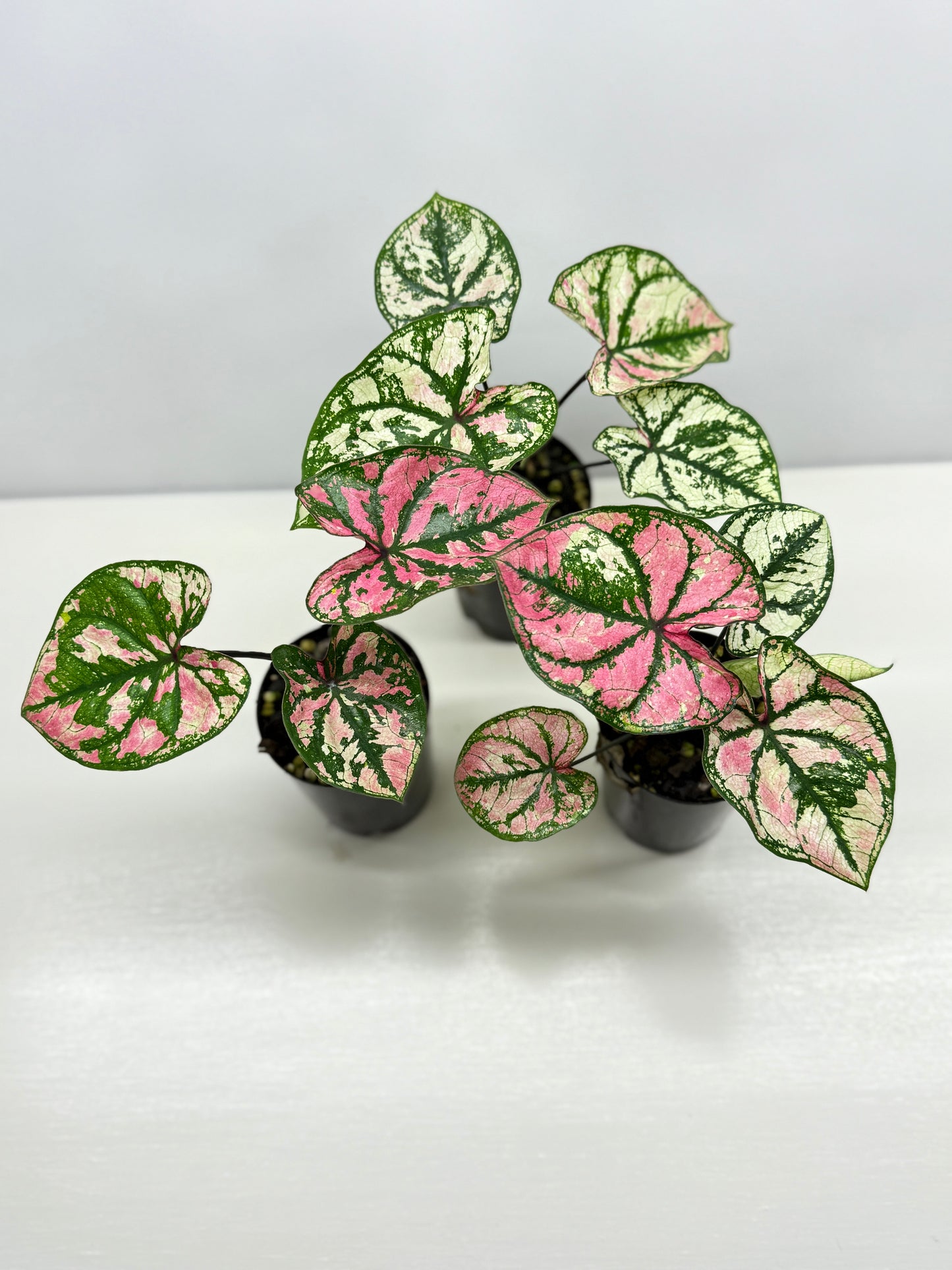 Caladium Purple Light - Best Pick of the Crop!