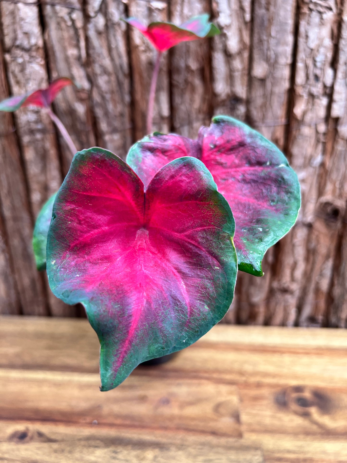 Caladium NOID D57