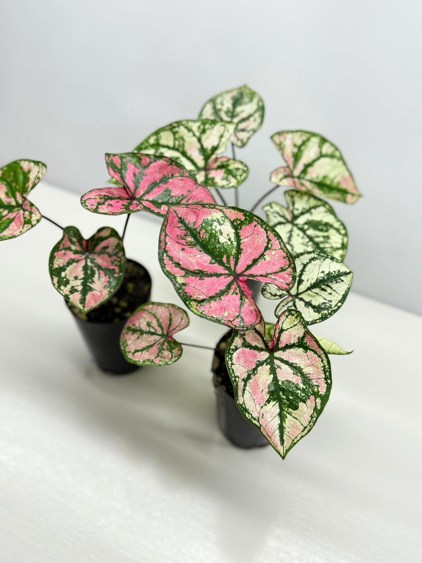 Caladium Purple Light - Best Pick of the Crop!