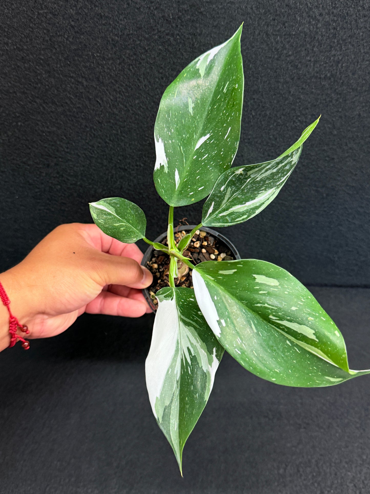 Philodendron 'White Wizard' F55