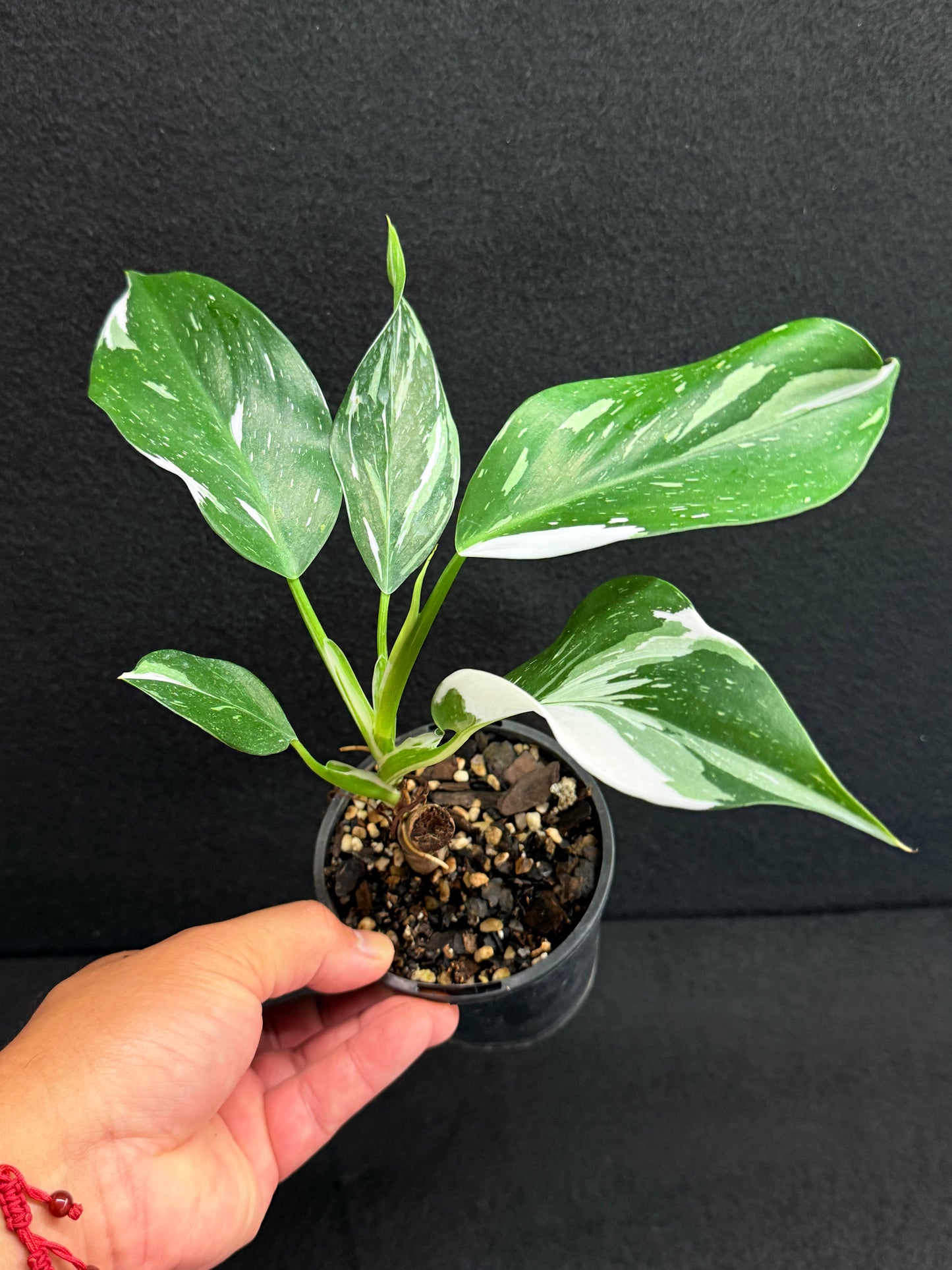 Philodendron 'White Wizard' F55