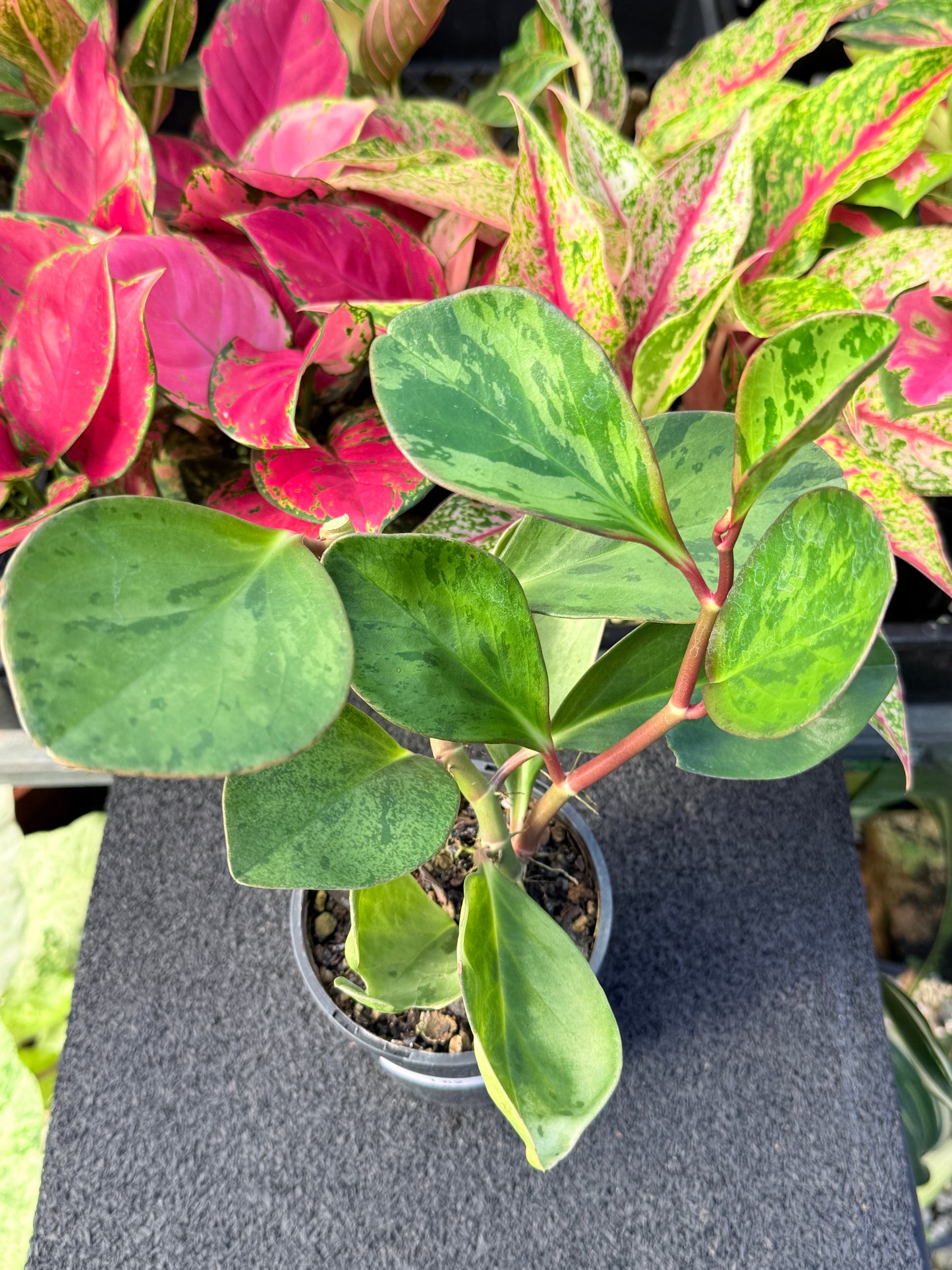 Peperomia obtusifolia ‘Tropicolor’ L62