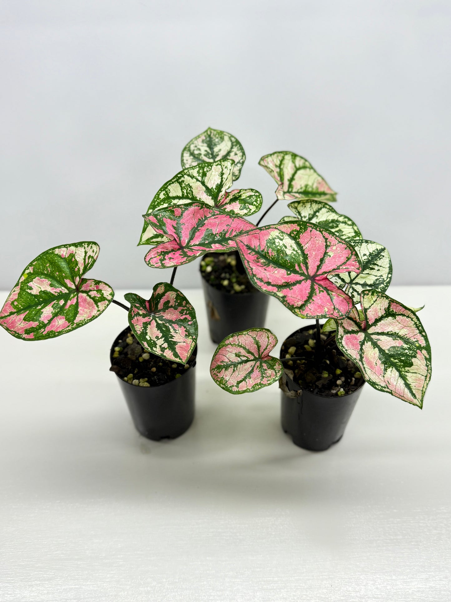 Caladium Purple Light - Best Pick of the Crop!