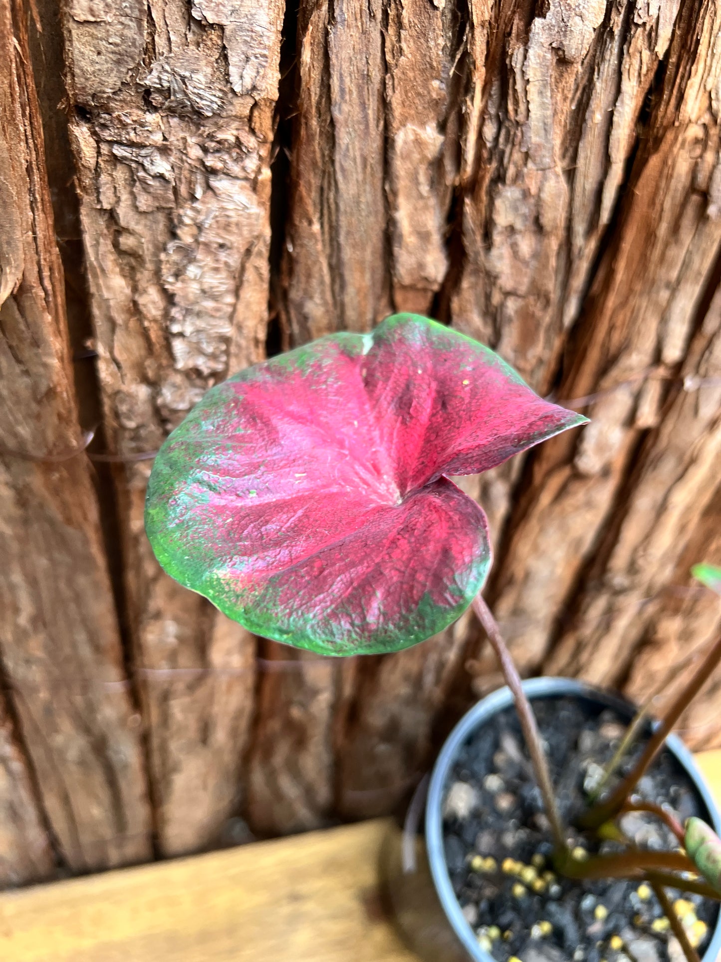 Caladium NOID D57