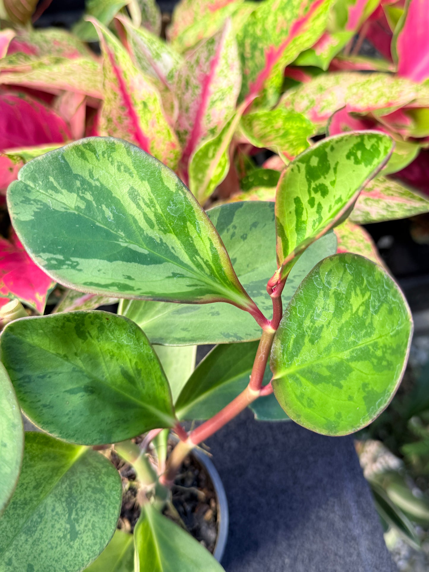 Peperomia obtusifolia ‘Tropicolor’ L62
