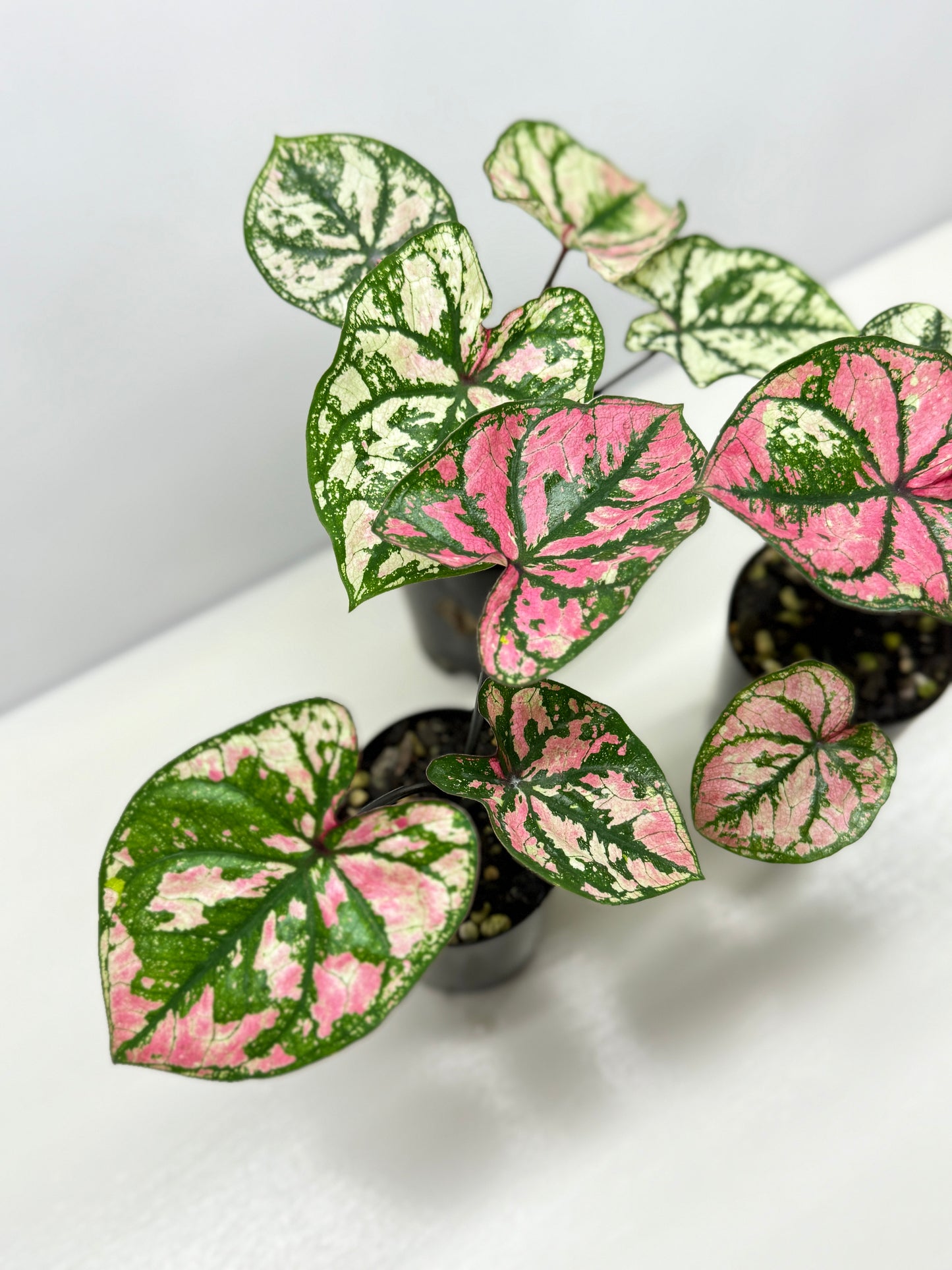 Caladium Purple Light - Best Pick of the Crop!