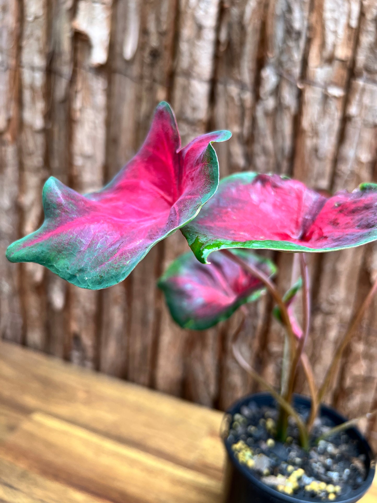 Caladium NOID D57