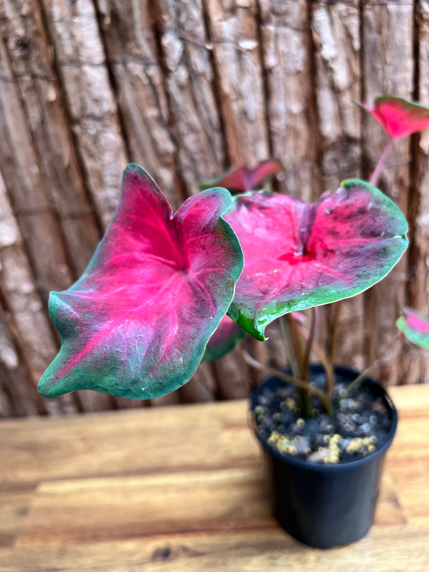 Caladium NOID D57