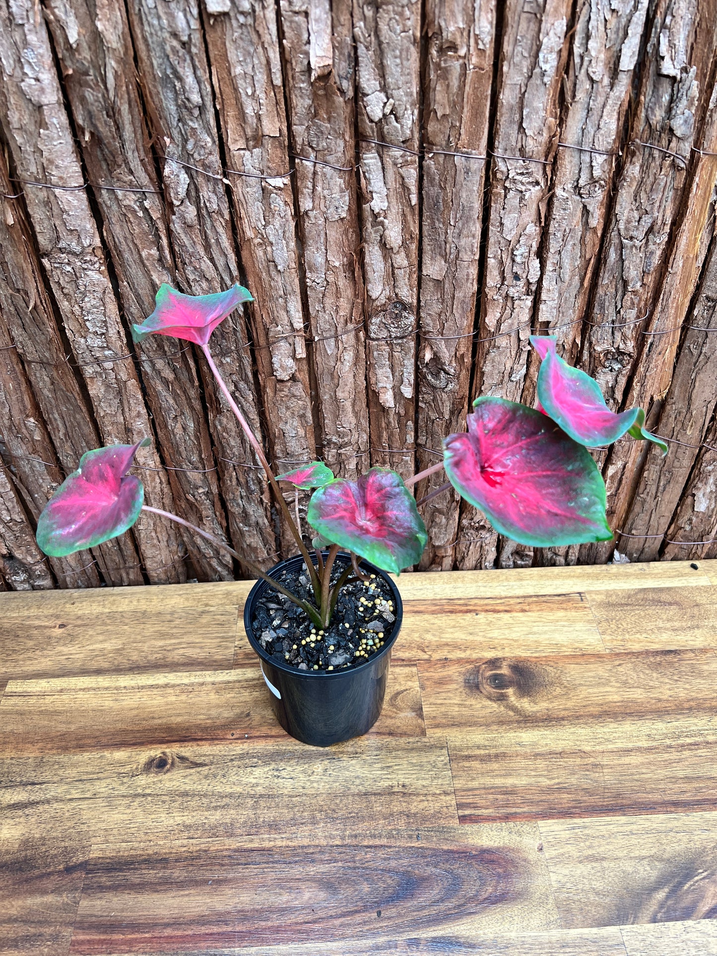 Caladium NOID D57