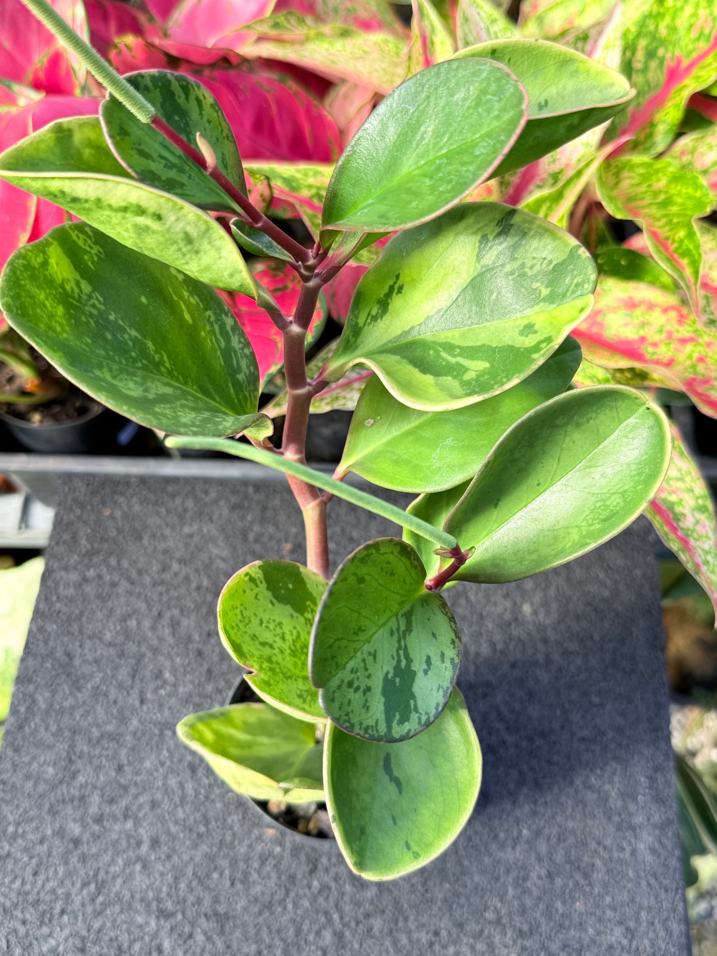 Peperomia obtusifolia ‘Tropicolor’ L63