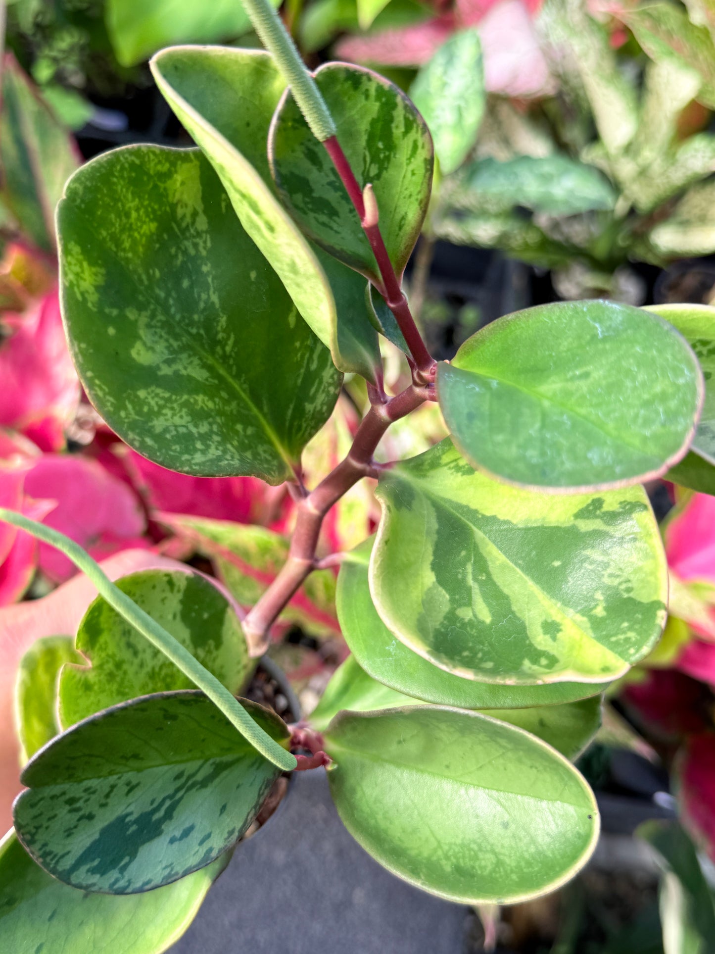 Peperomia obtusifolia ‘Tropicolor’ L63