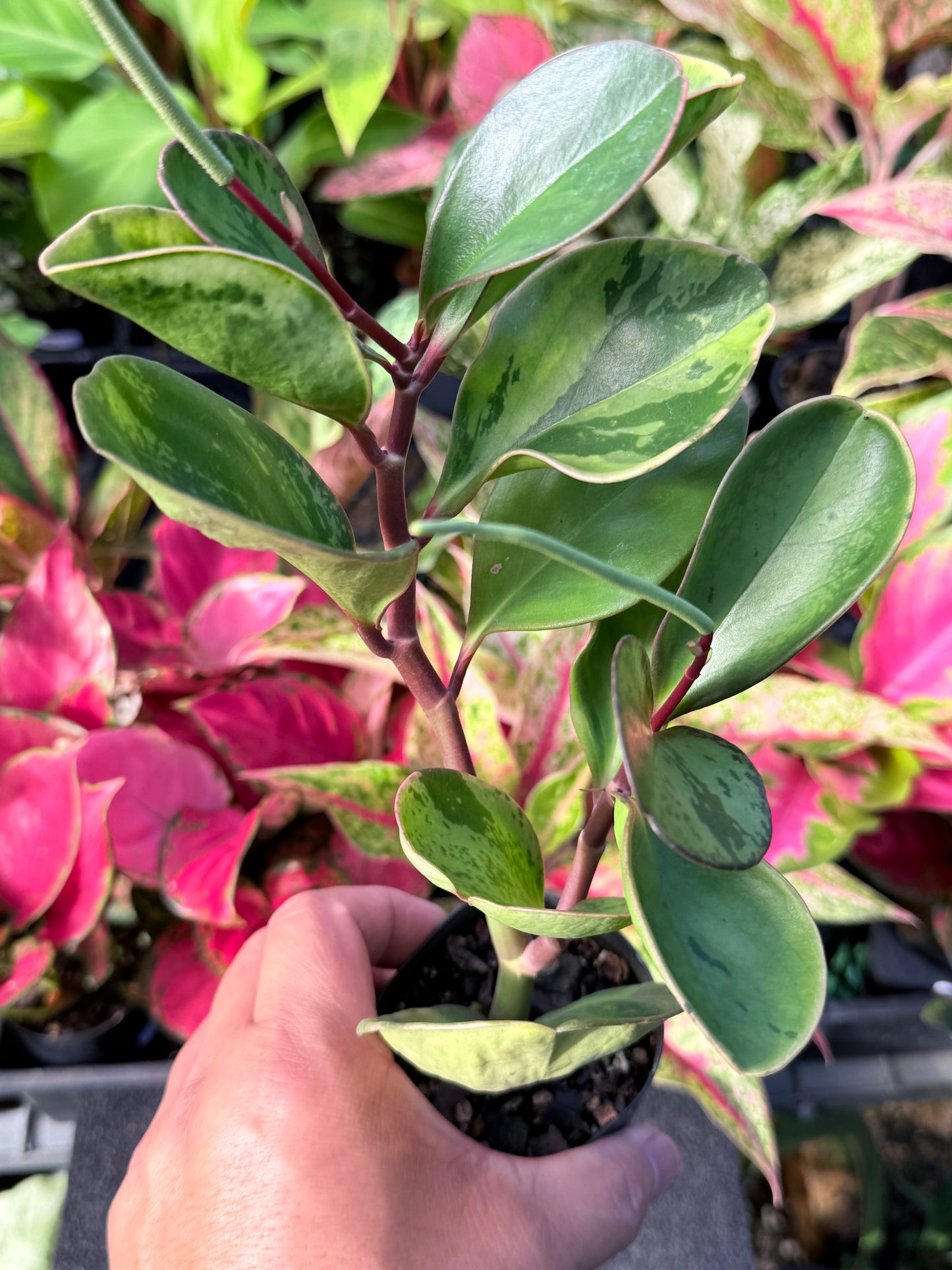 Peperomia obtusifolia ‘Tropicolor’ L63