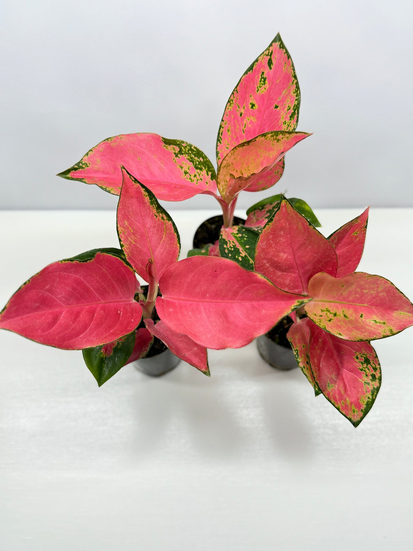 Aglaonema China Red - Best Pick of the Crop!