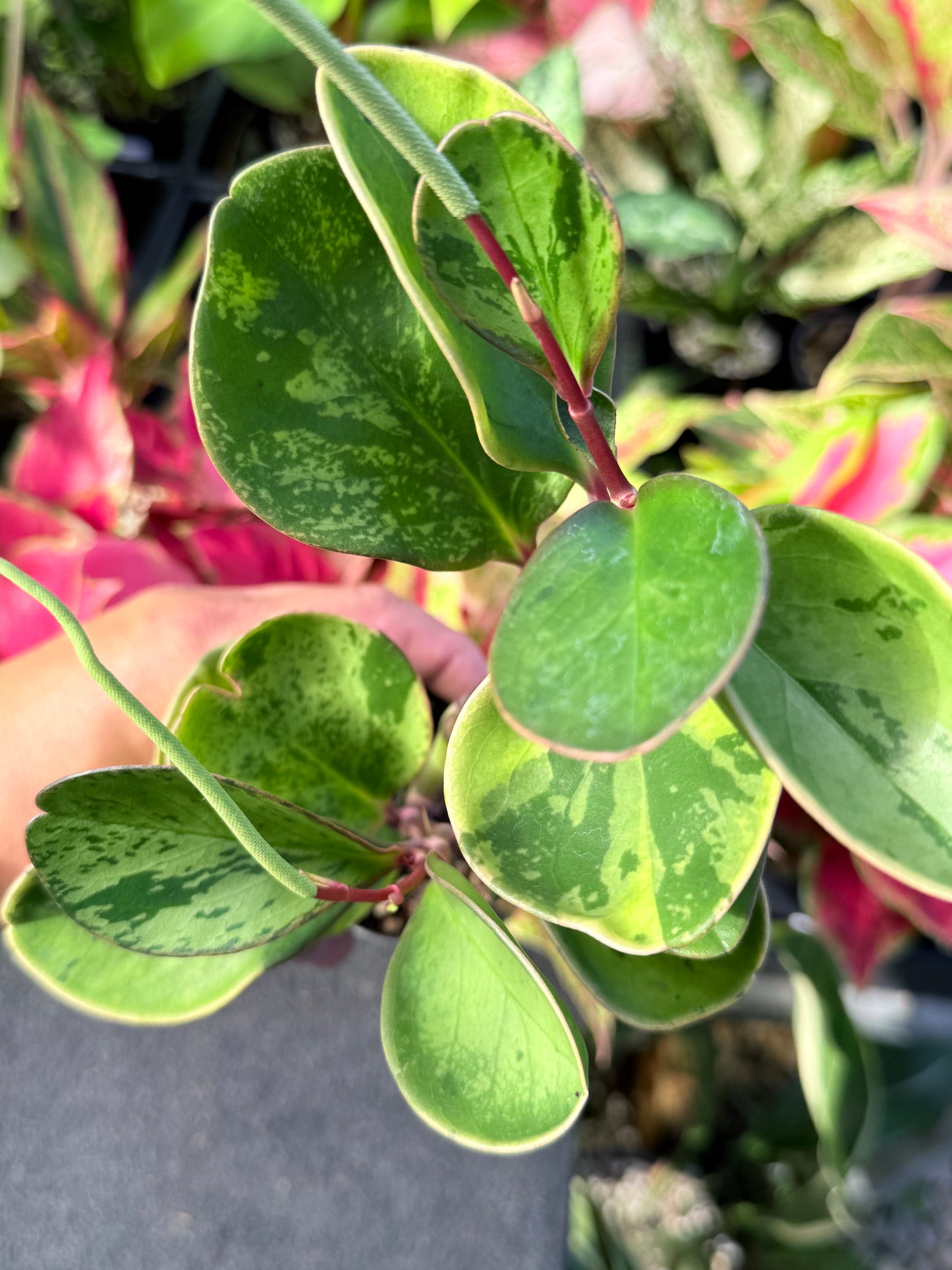 Peperomia obtusifolia ‘Tropicolor’ L63