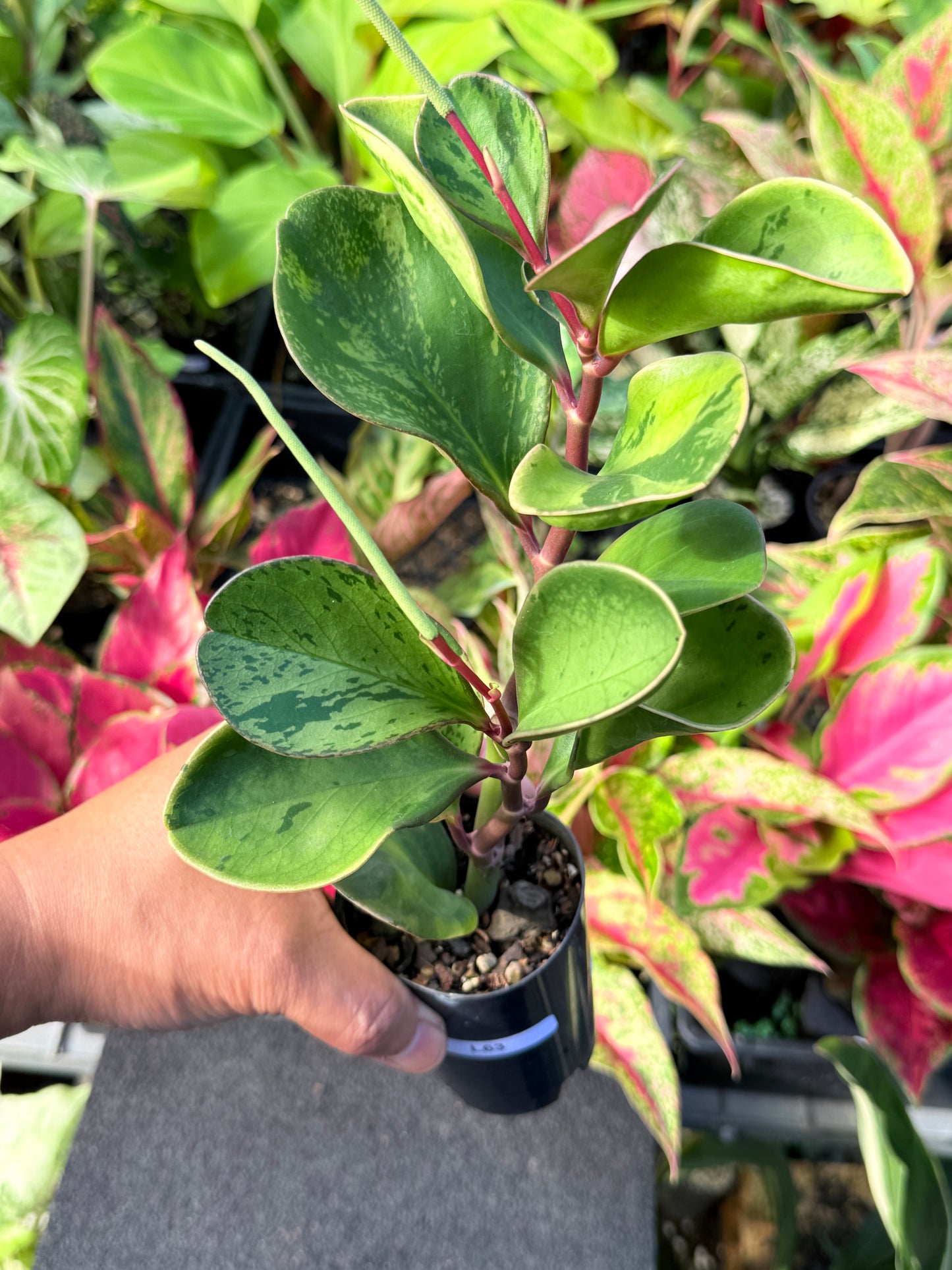 Peperomia obtusifolia ‘Tropicolor’ L63