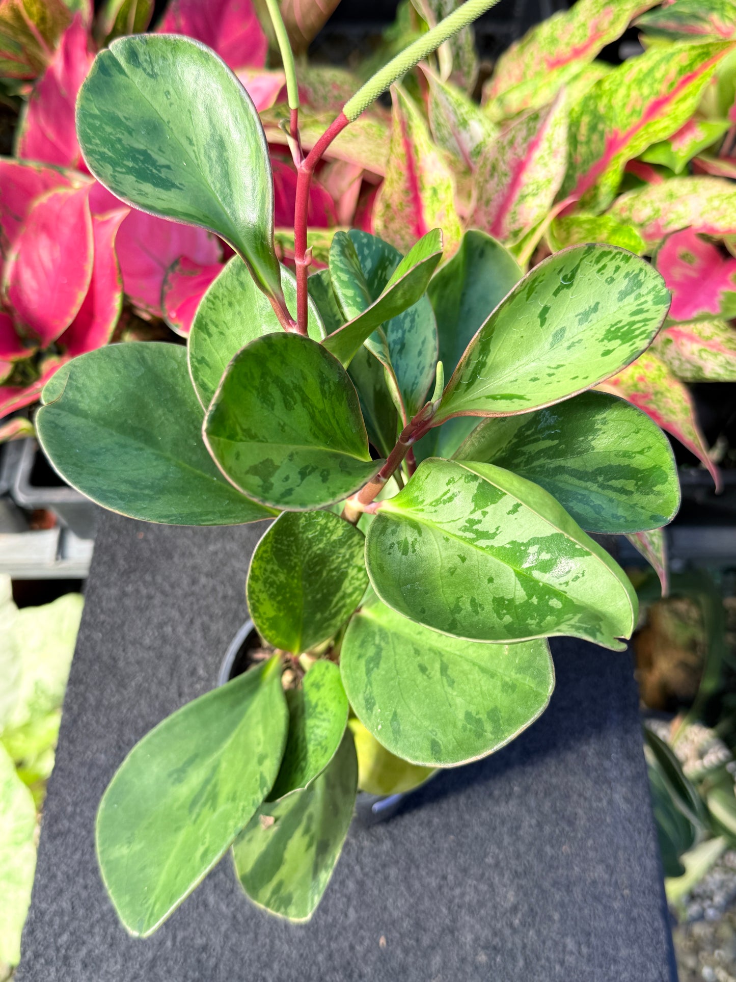 Peperomia obtusifolia ‘Tropicolor’ L64
