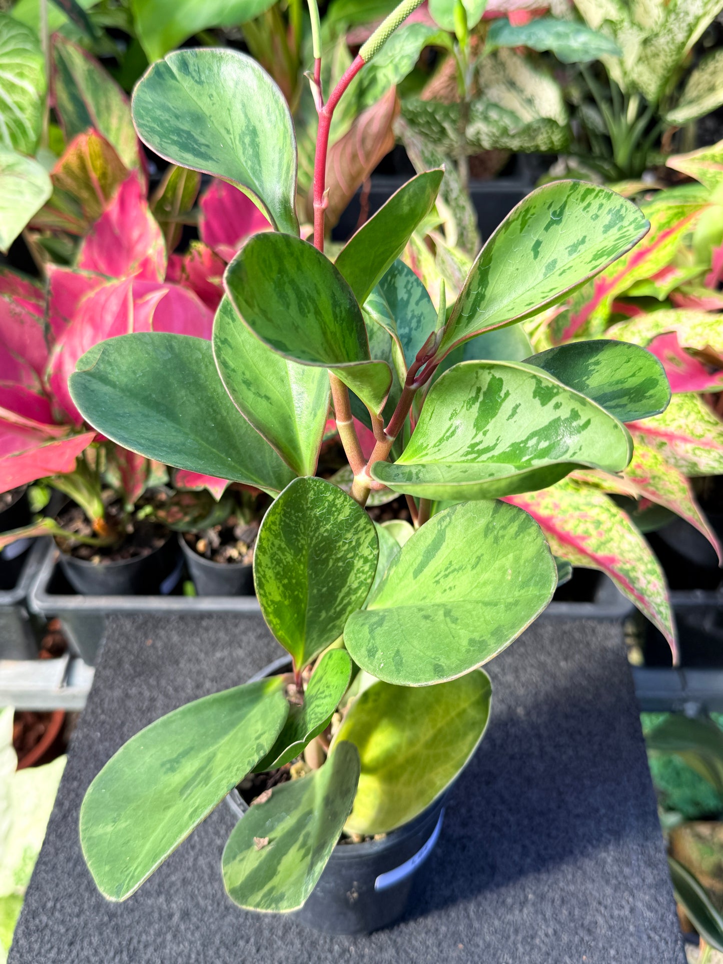 Peperomia obtusifolia ‘Tropicolor’ L64