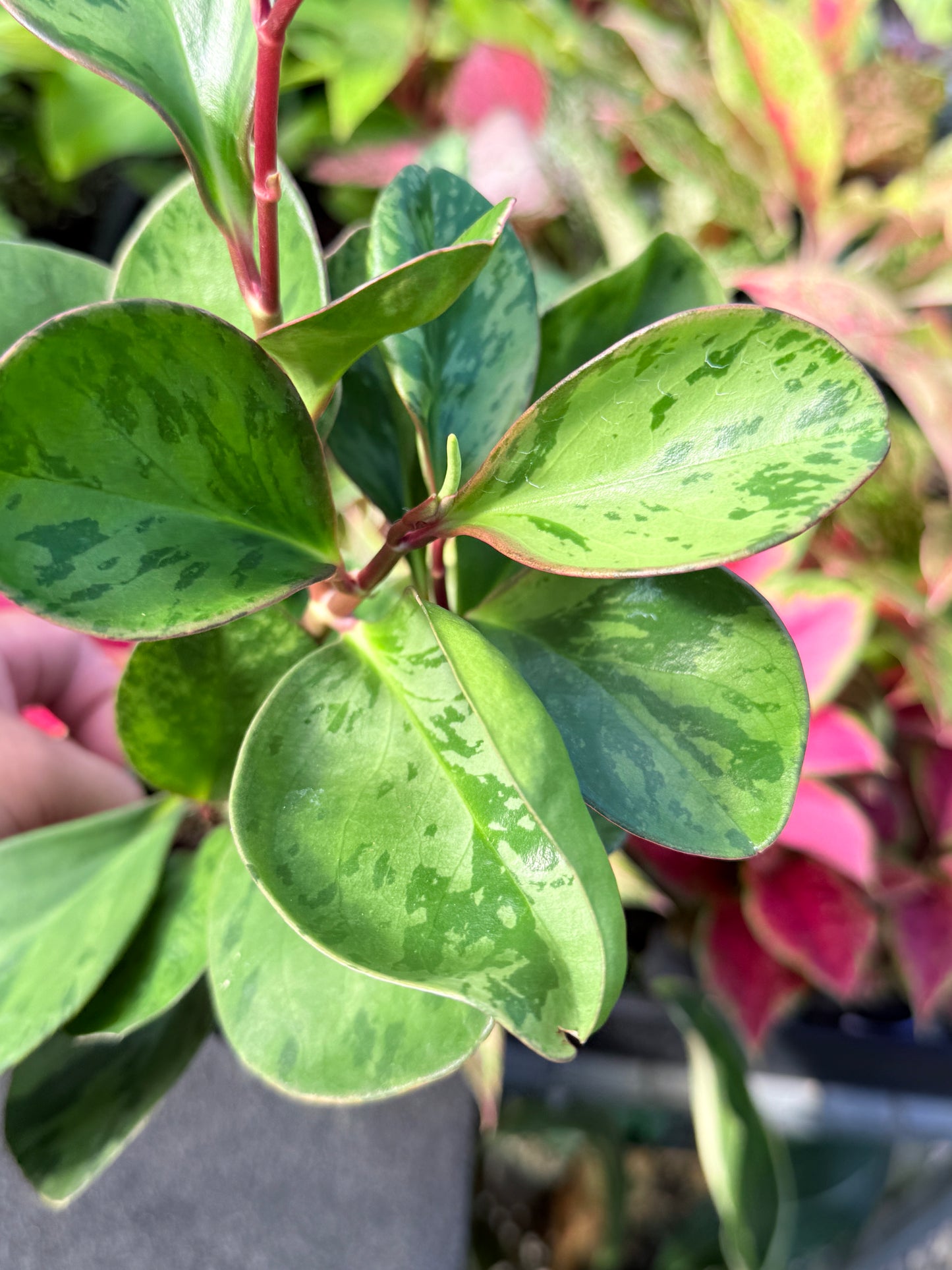 Peperomia obtusifolia ‘Tropicolor’ L64