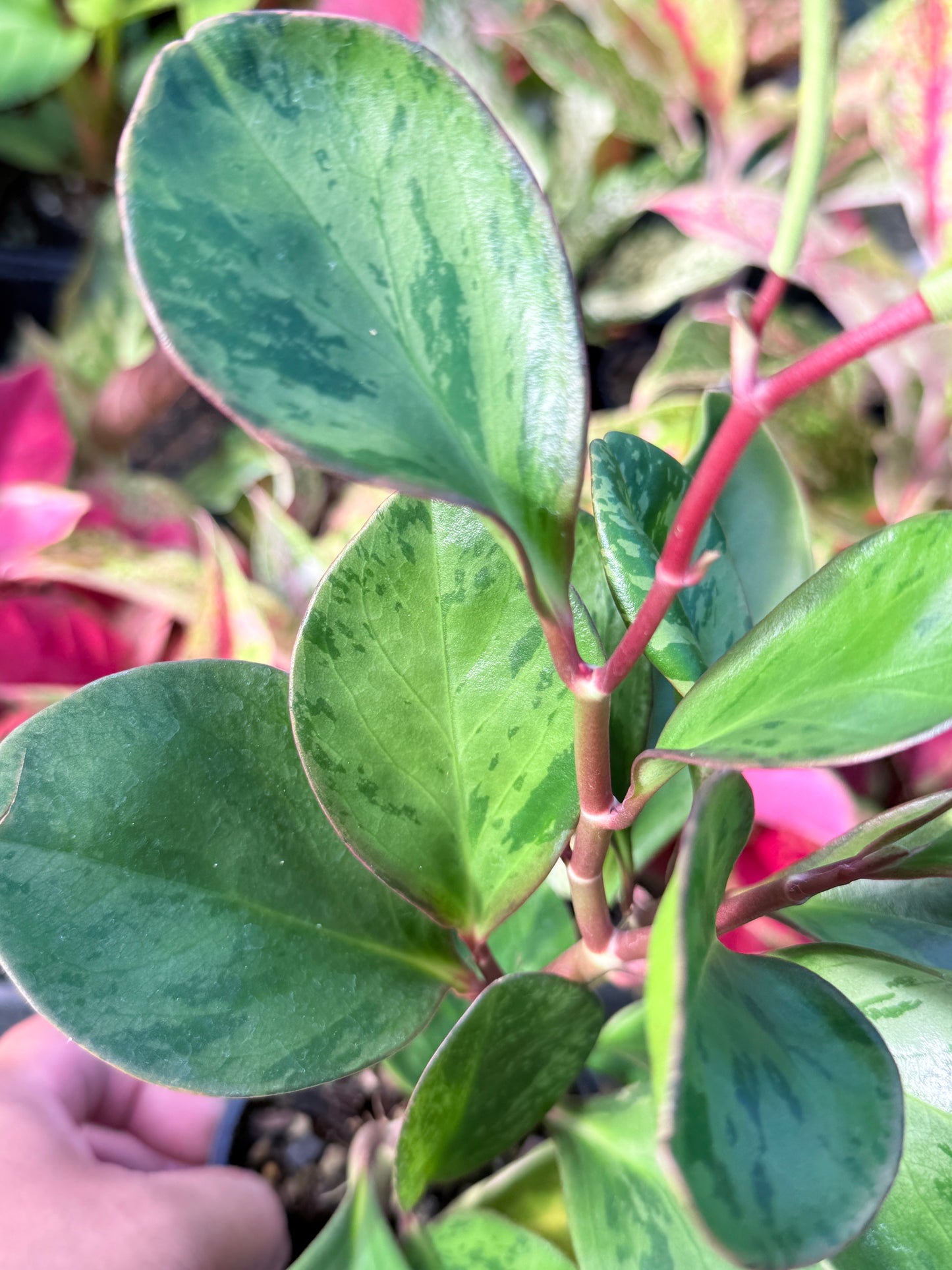 Peperomia obtusifolia ‘Tropicolor’ L64