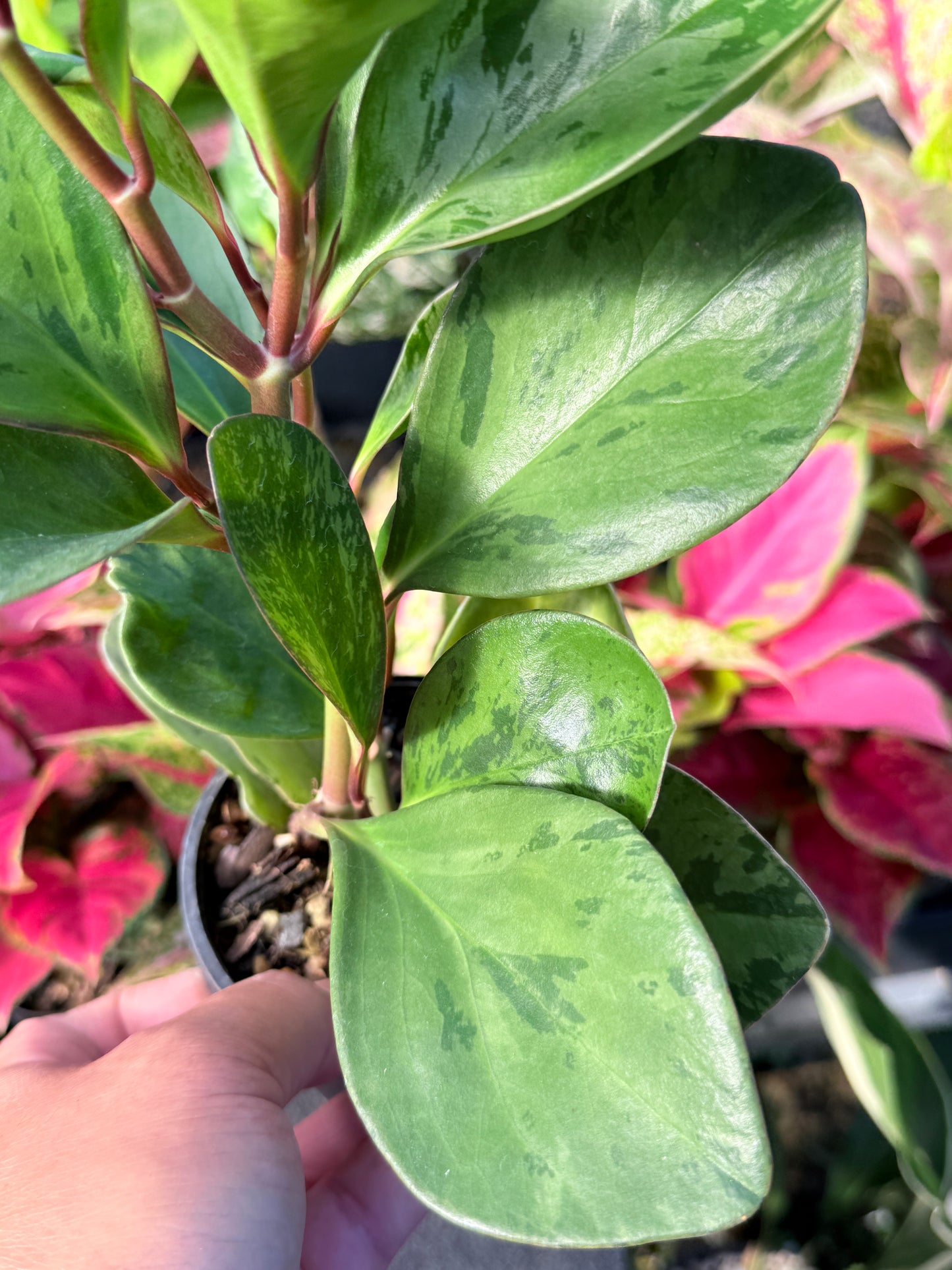 Peperomia obtusifolia ‘Tropicolor’ L64