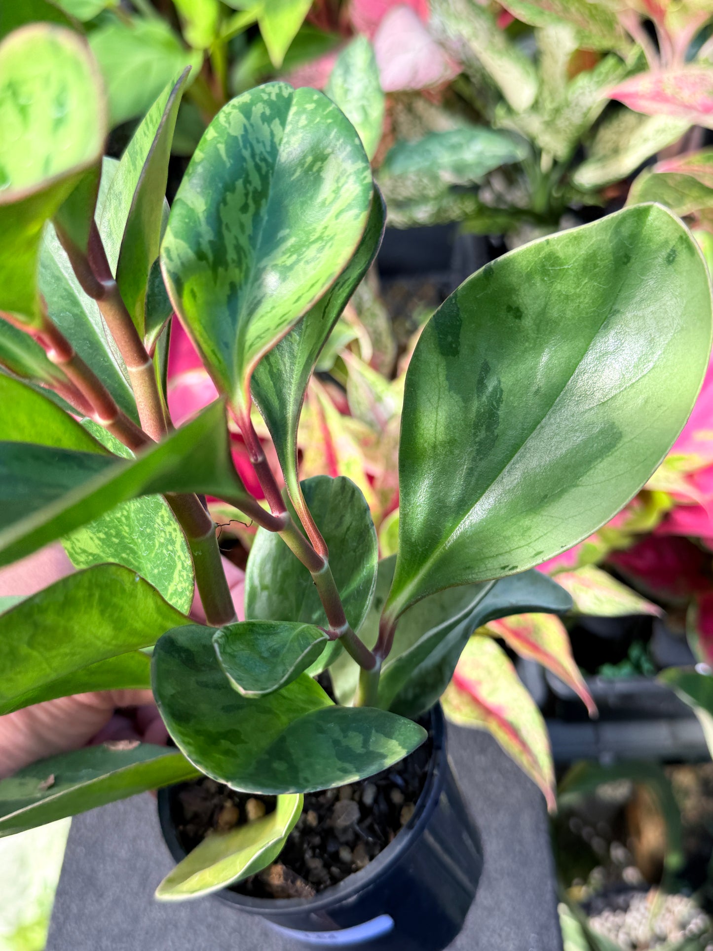 Peperomia obtusifolia ‘Tropicolor’ L64
