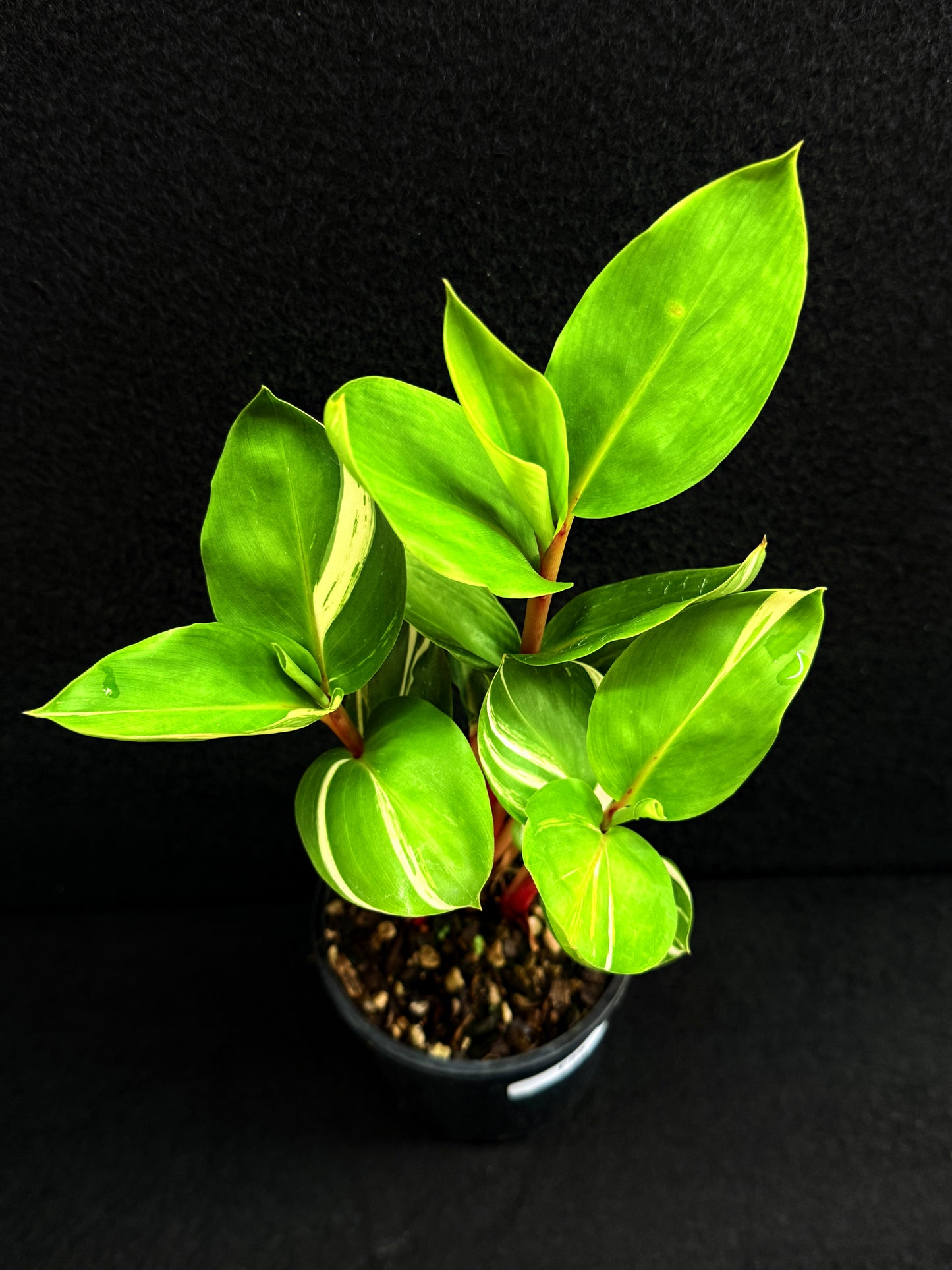 Pleuranthodium schlecteri 'Variegated Dwarf Ginger' - Rarely Offered F59