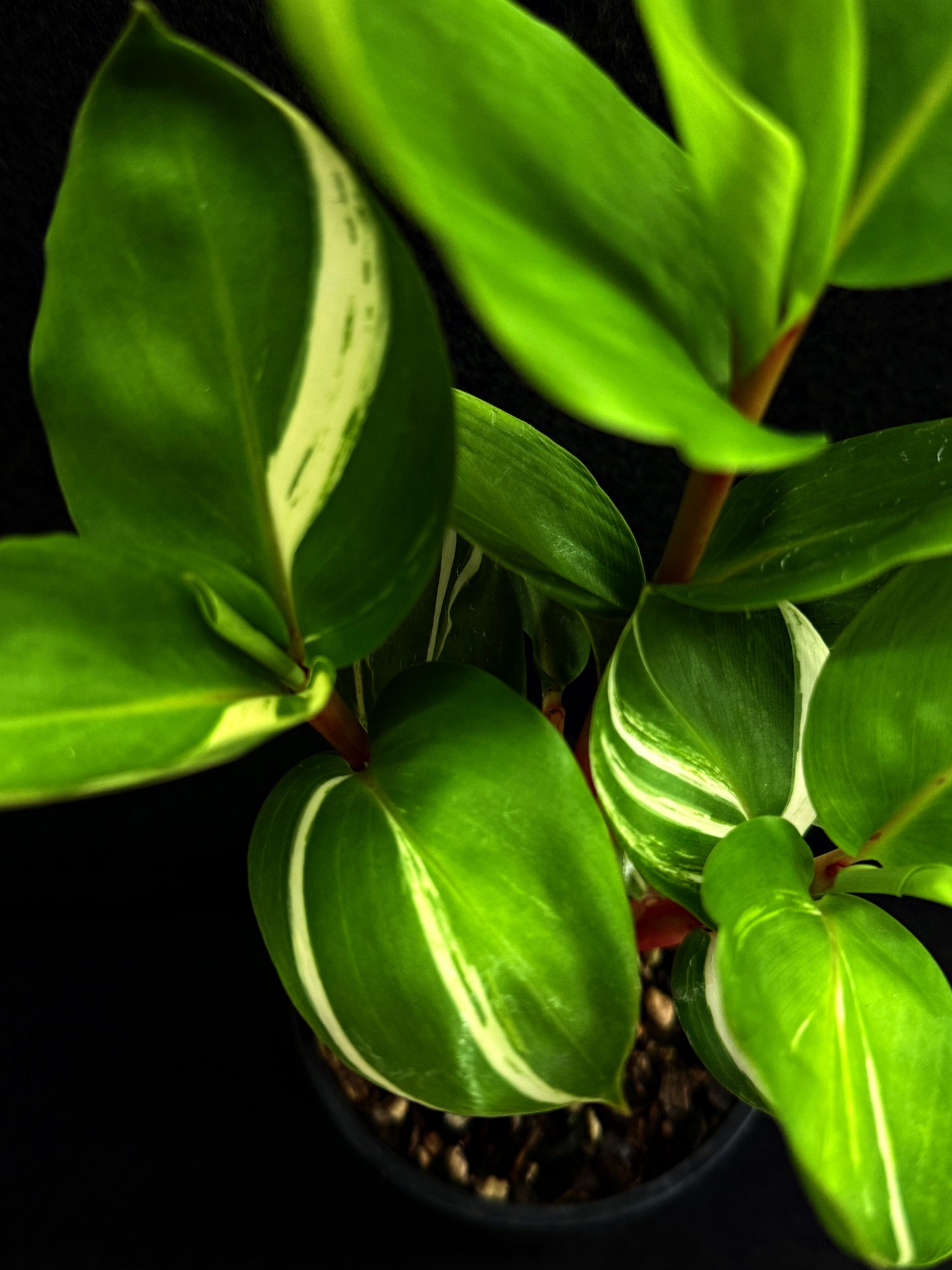 Pleuranthodium schlecteri 'Variegated Dwarf Ginger' - Rarely Offered F59