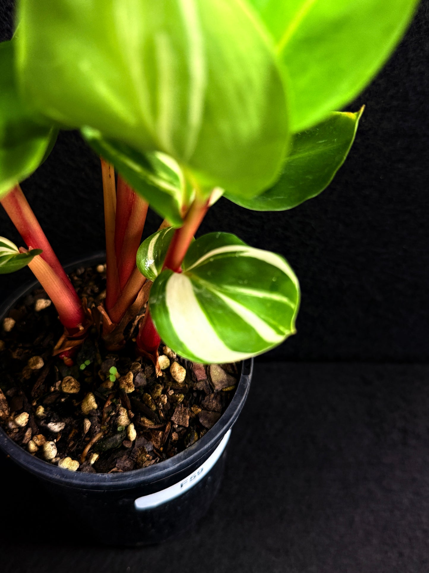 Pleuranthodium schlecteri 'Variegated Dwarf Ginger' - Rarely Offered F59
