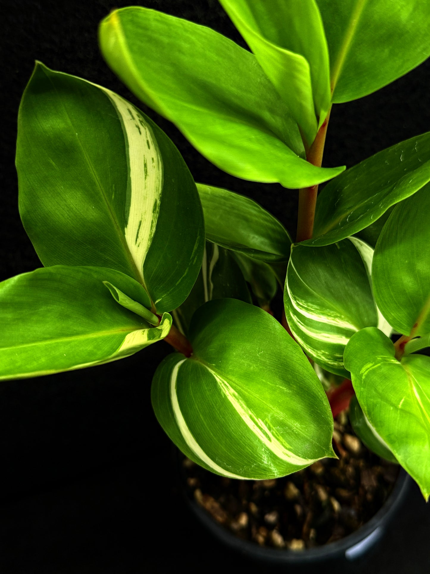 Pleuranthodium schlecteri 'Variegated Dwarf Ginger' - Rarely Offered F59