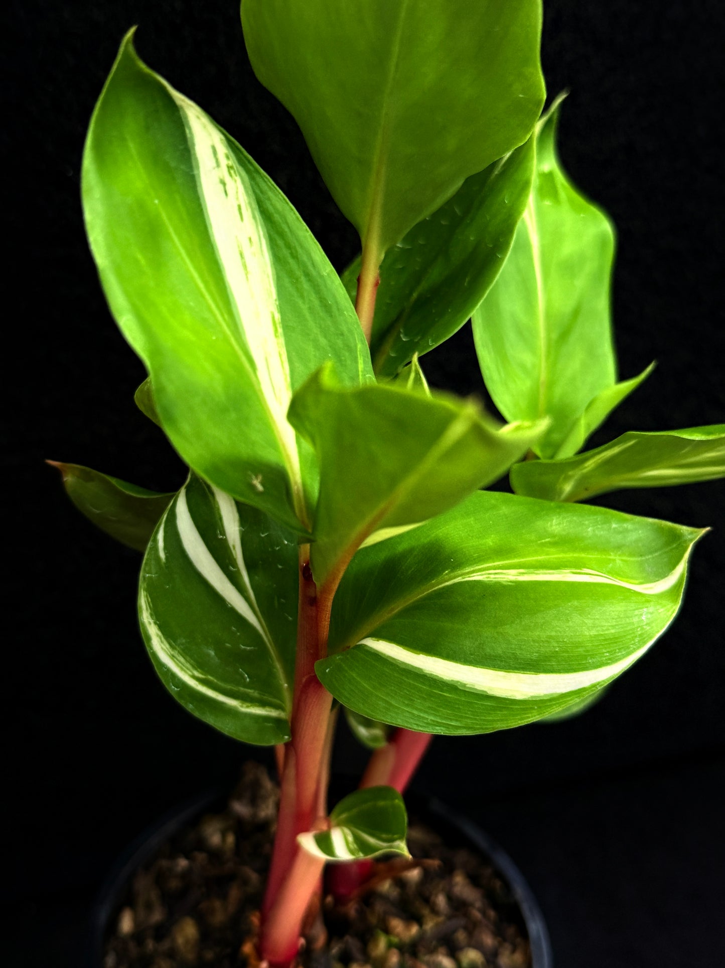 Pleuranthodium schlecteri 'Variegated Dwarf Ginger' - Rarely Offered F59