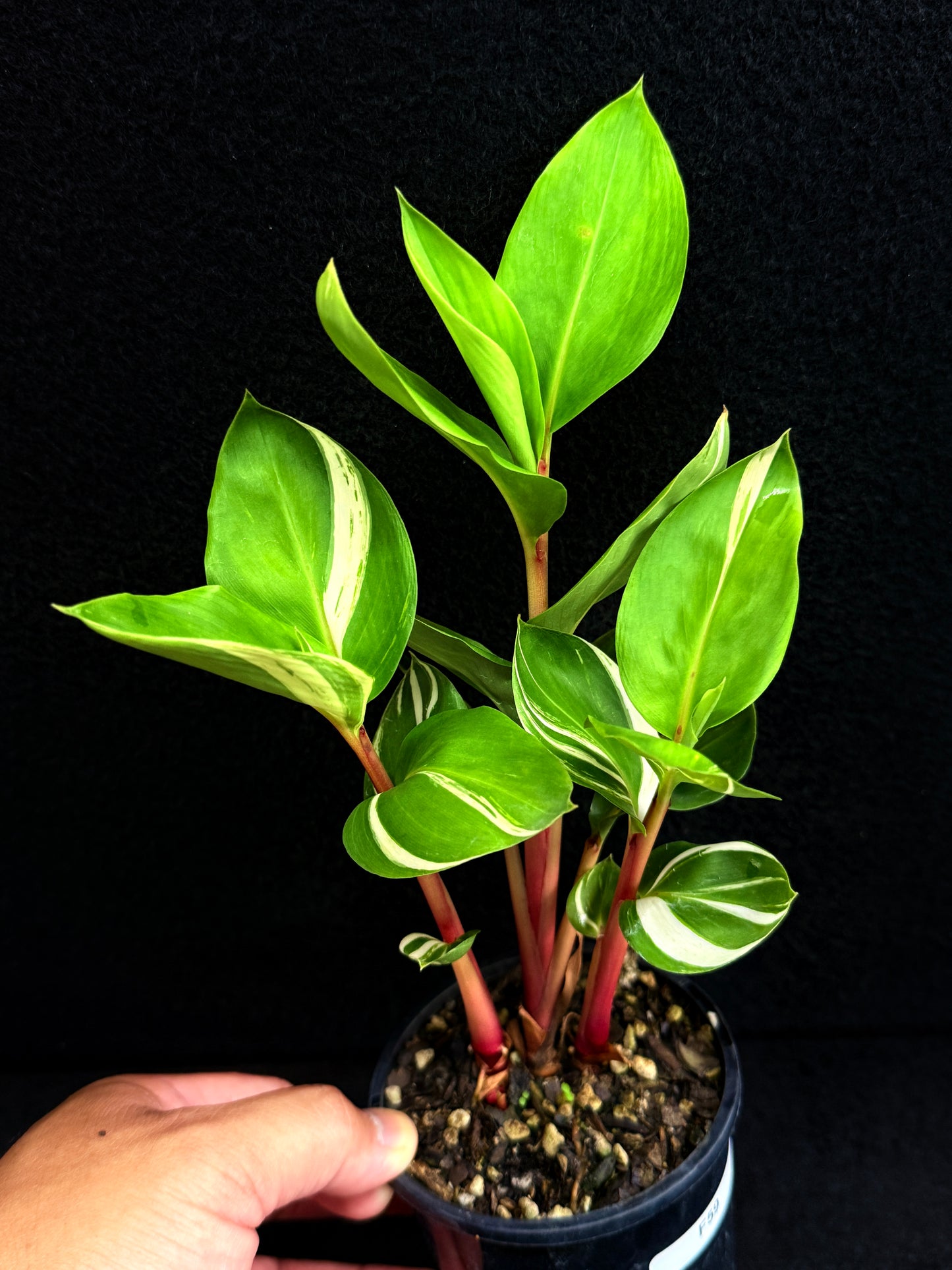 Pleuranthodium schlecteri 'Variegated Dwarf Ginger' - Rarely Offered F59