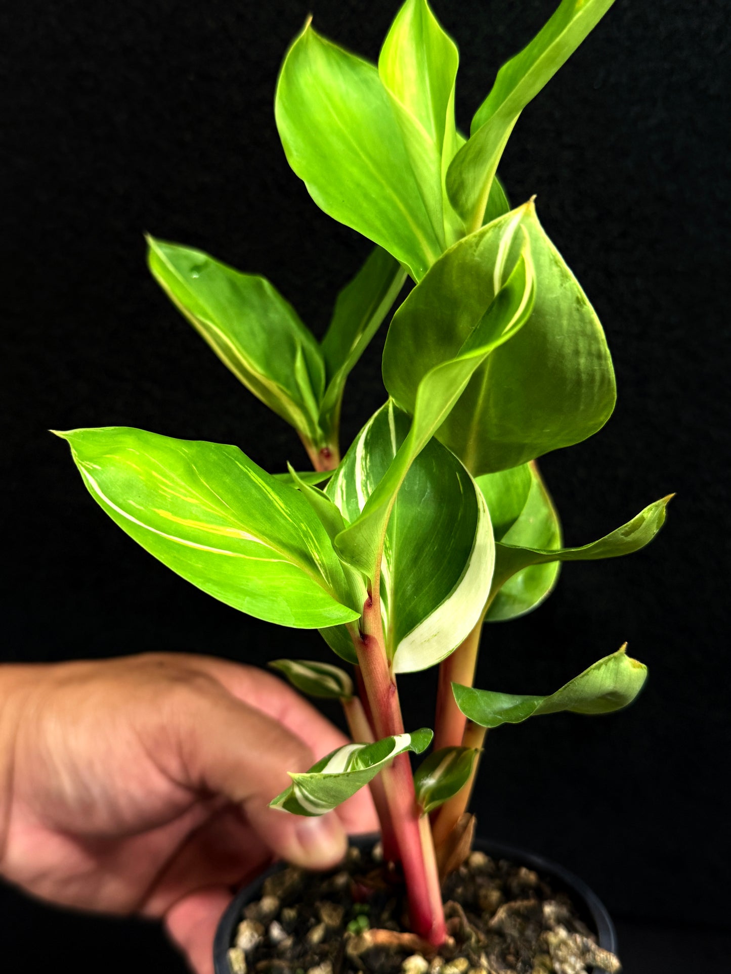 Pleuranthodium schlecteri 'Variegated Dwarf Ginger' - Rarely Offered F59