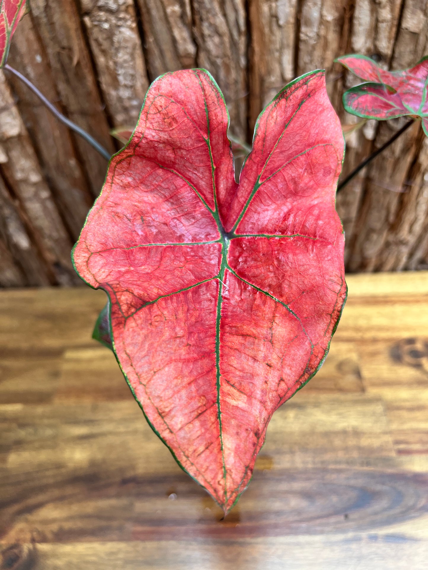 Caladium Blazing Sun D60