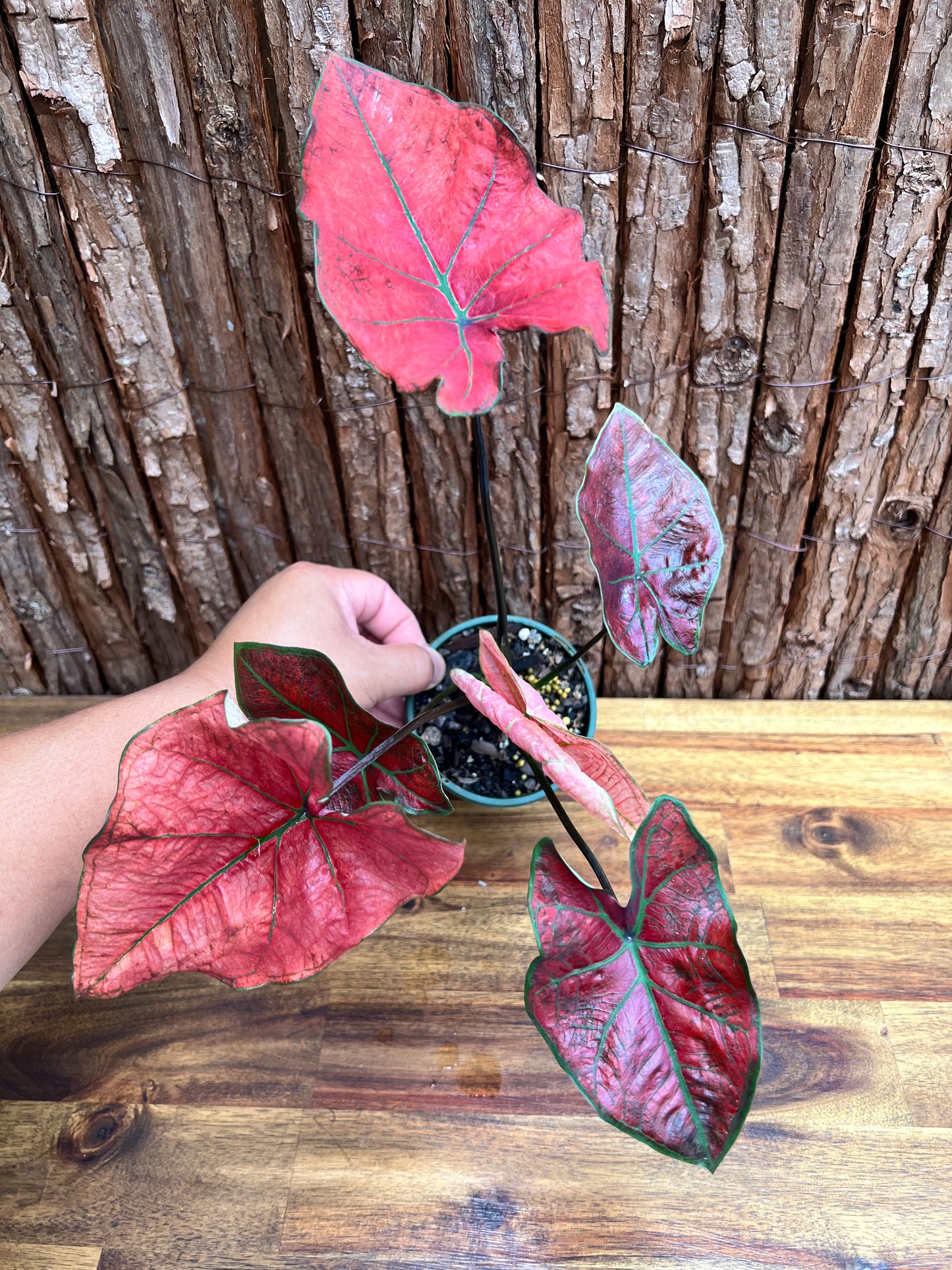 Caladium Blazing Sun D60