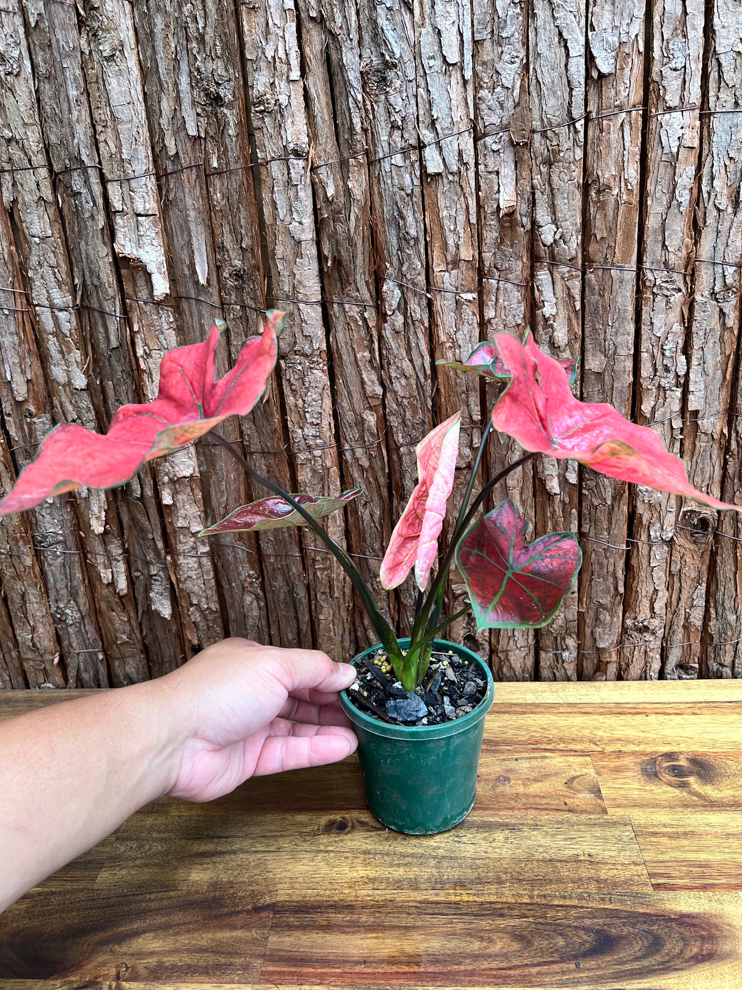 Caladium Blazing Sun D60