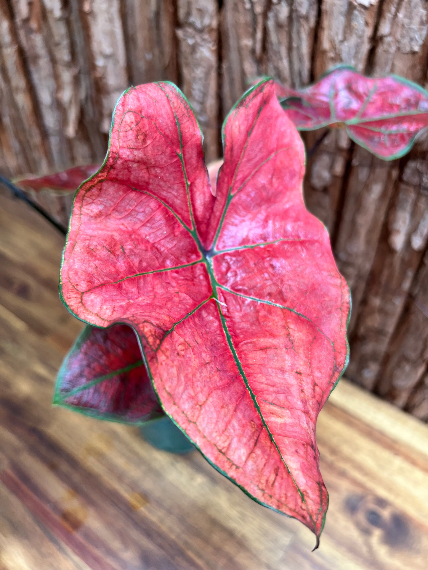 Caladium Blazing Sun D60