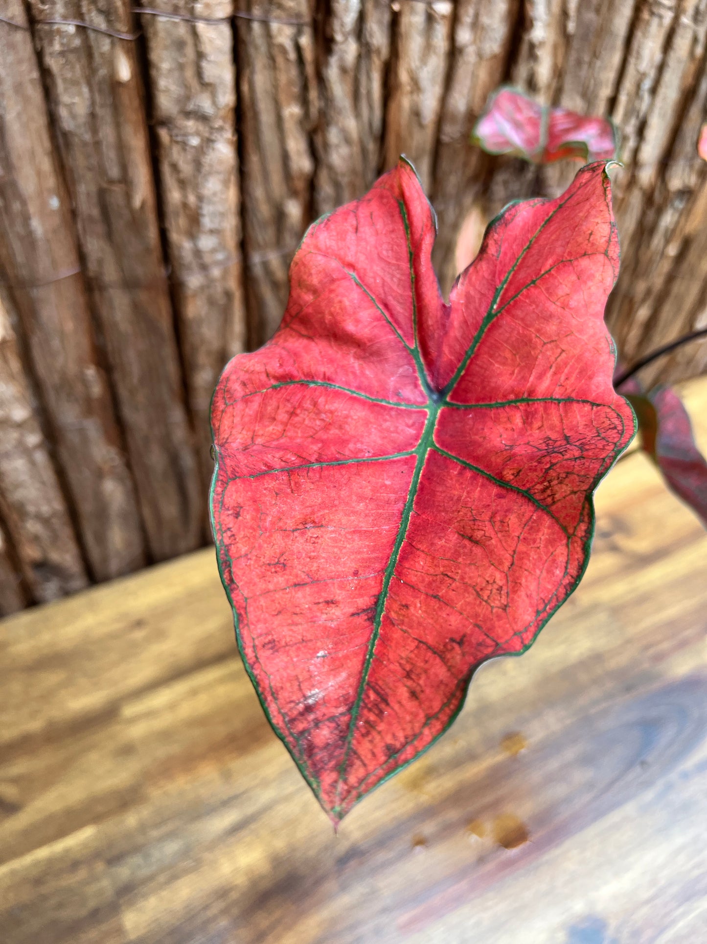 Caladium Blazing Sun D60