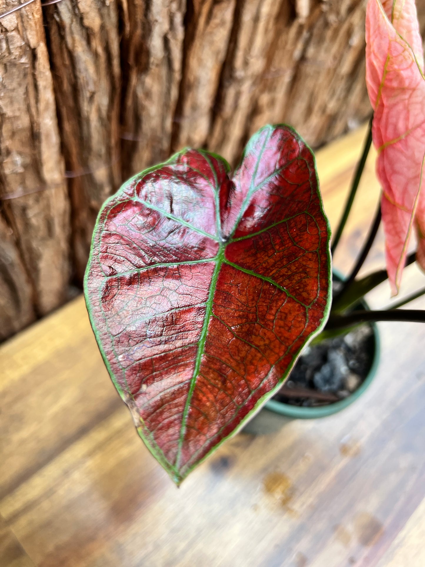 Caladium Blazing Sun D60