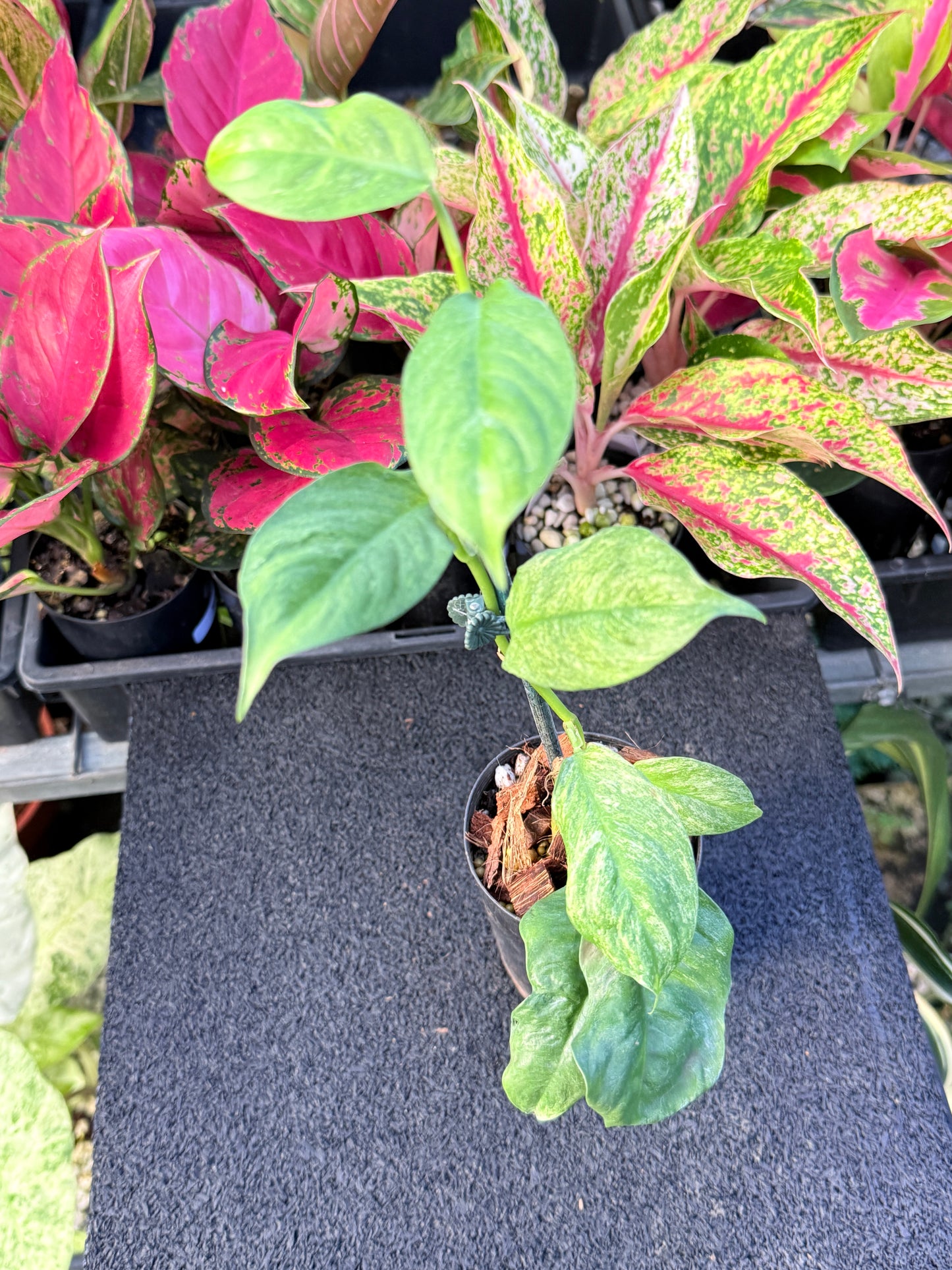 Rhaphidophora 'Puberula Variegated' L68