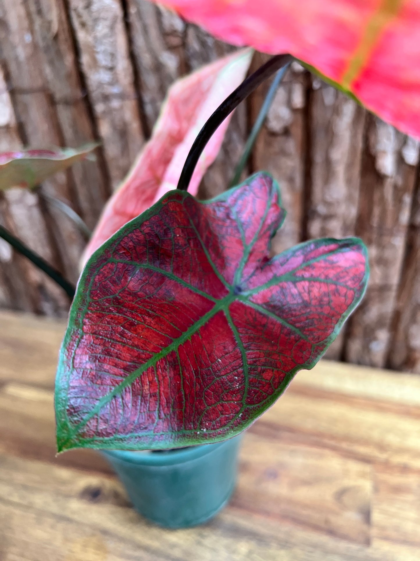 Caladium Blazing Sun D60