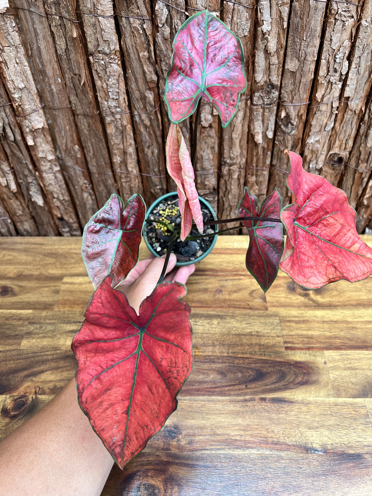 Caladium Blazing Sun D60