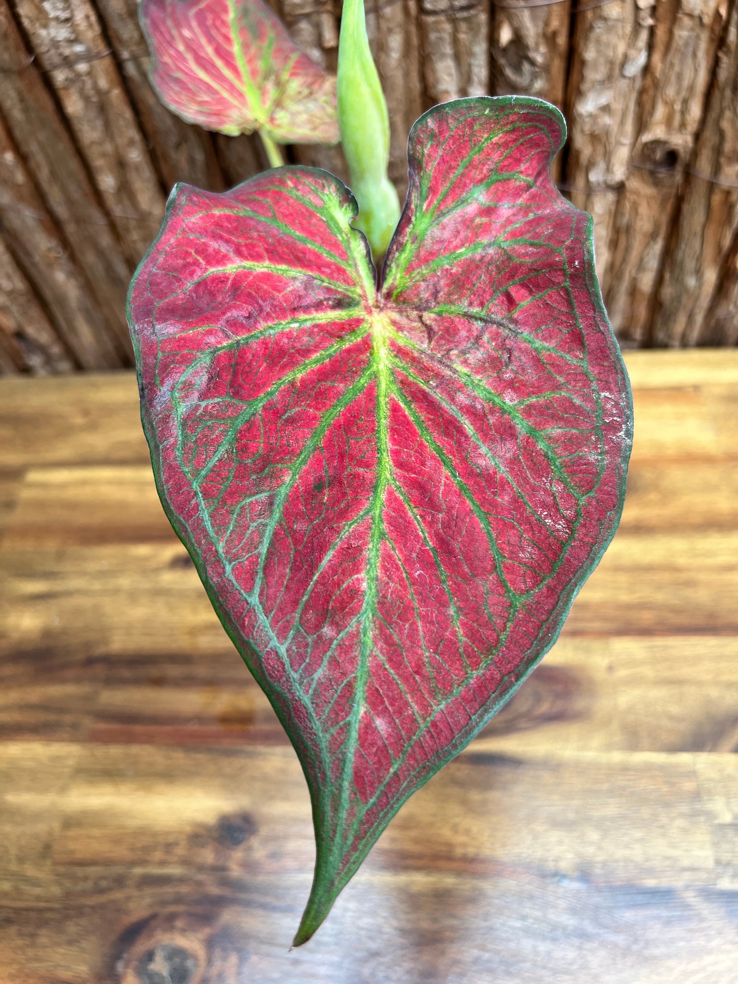 Caladium Wagyu NONTC D61