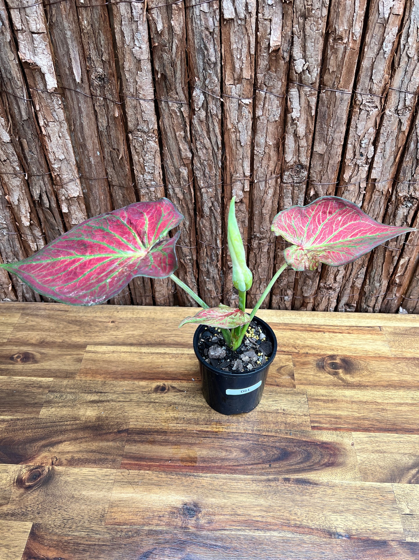 Caladium Wagyu NONTC D61