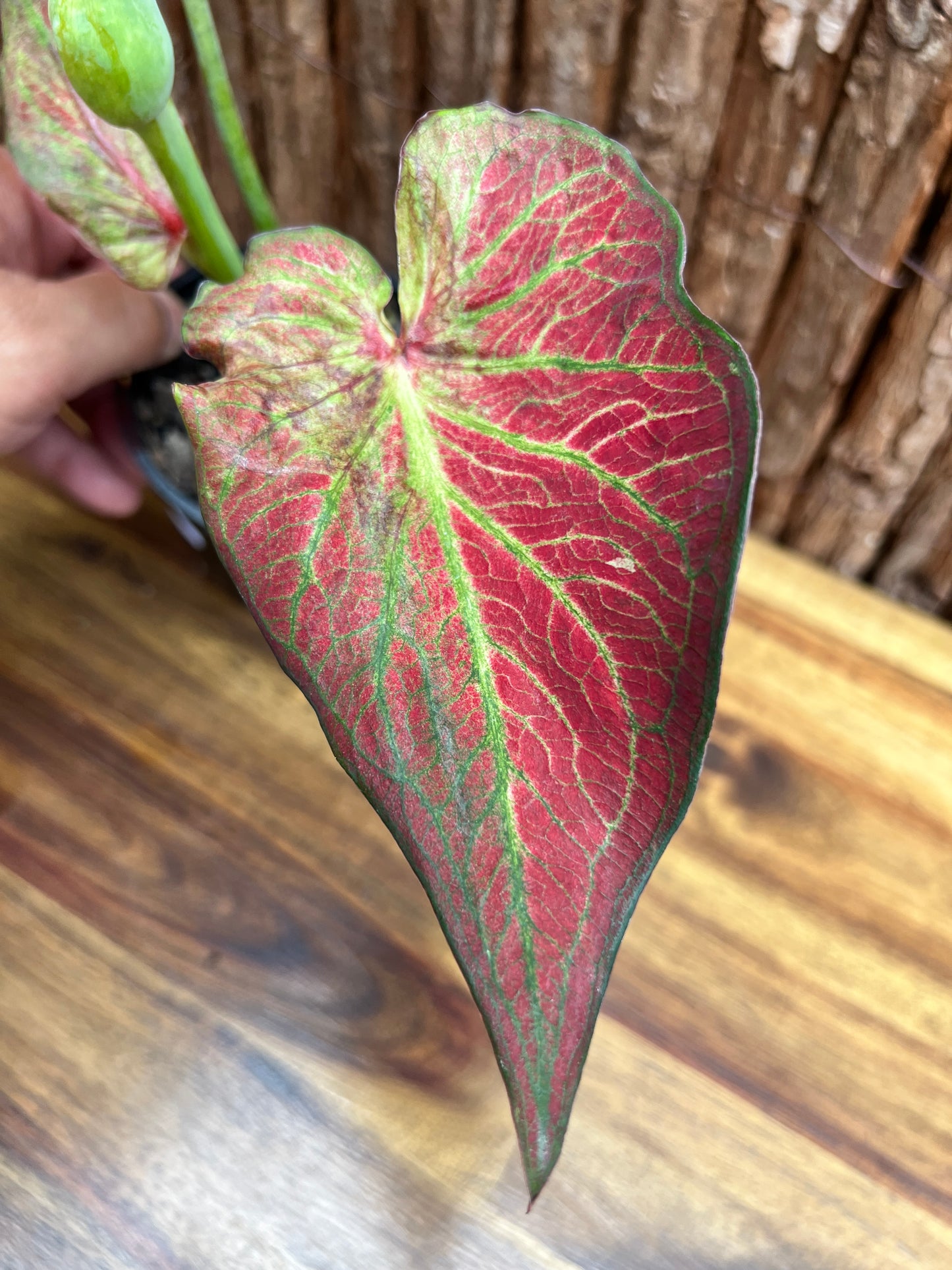 Caladium Wagyu NONTC D61