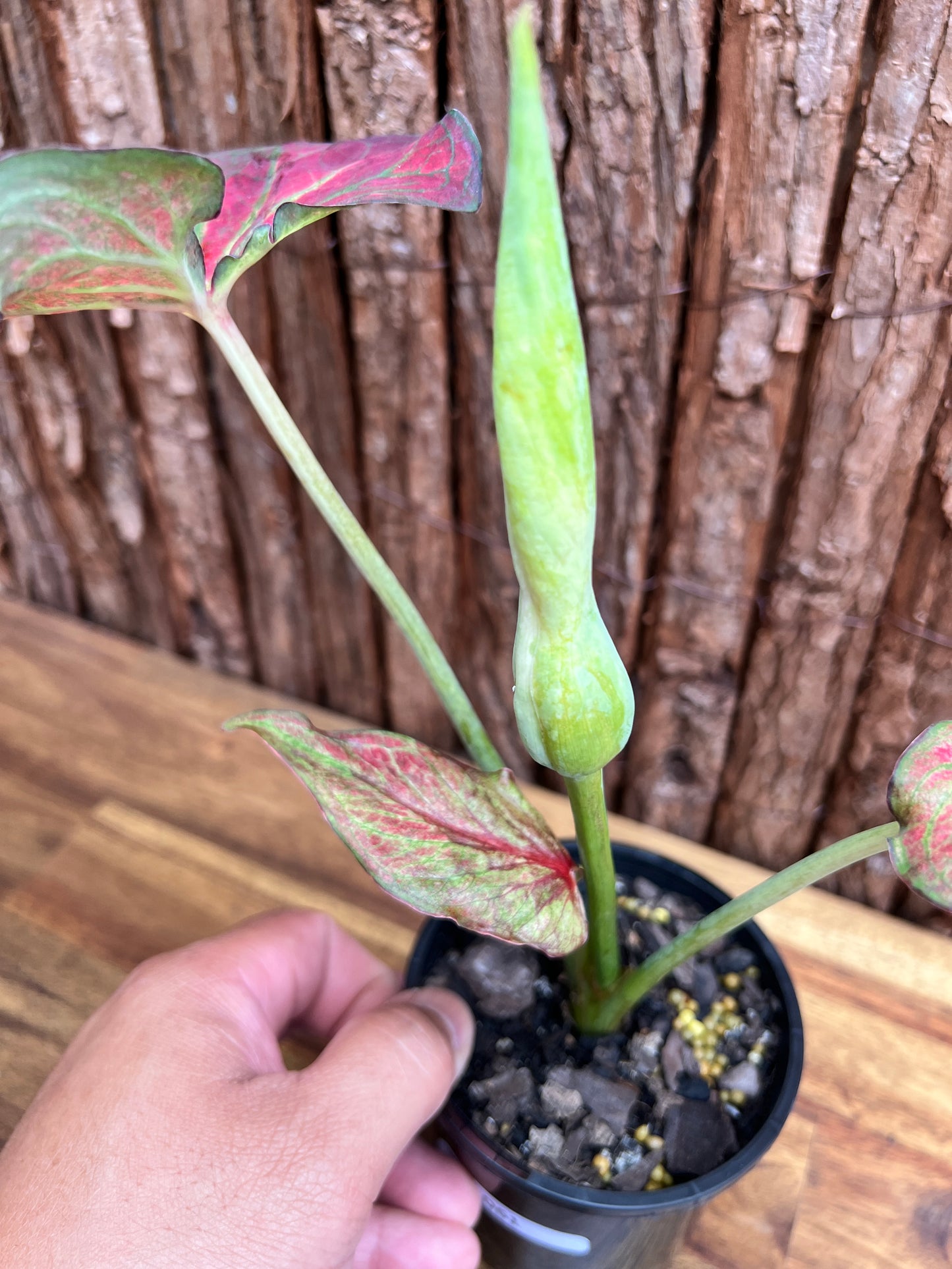 Caladium Wagyu NONTC D61